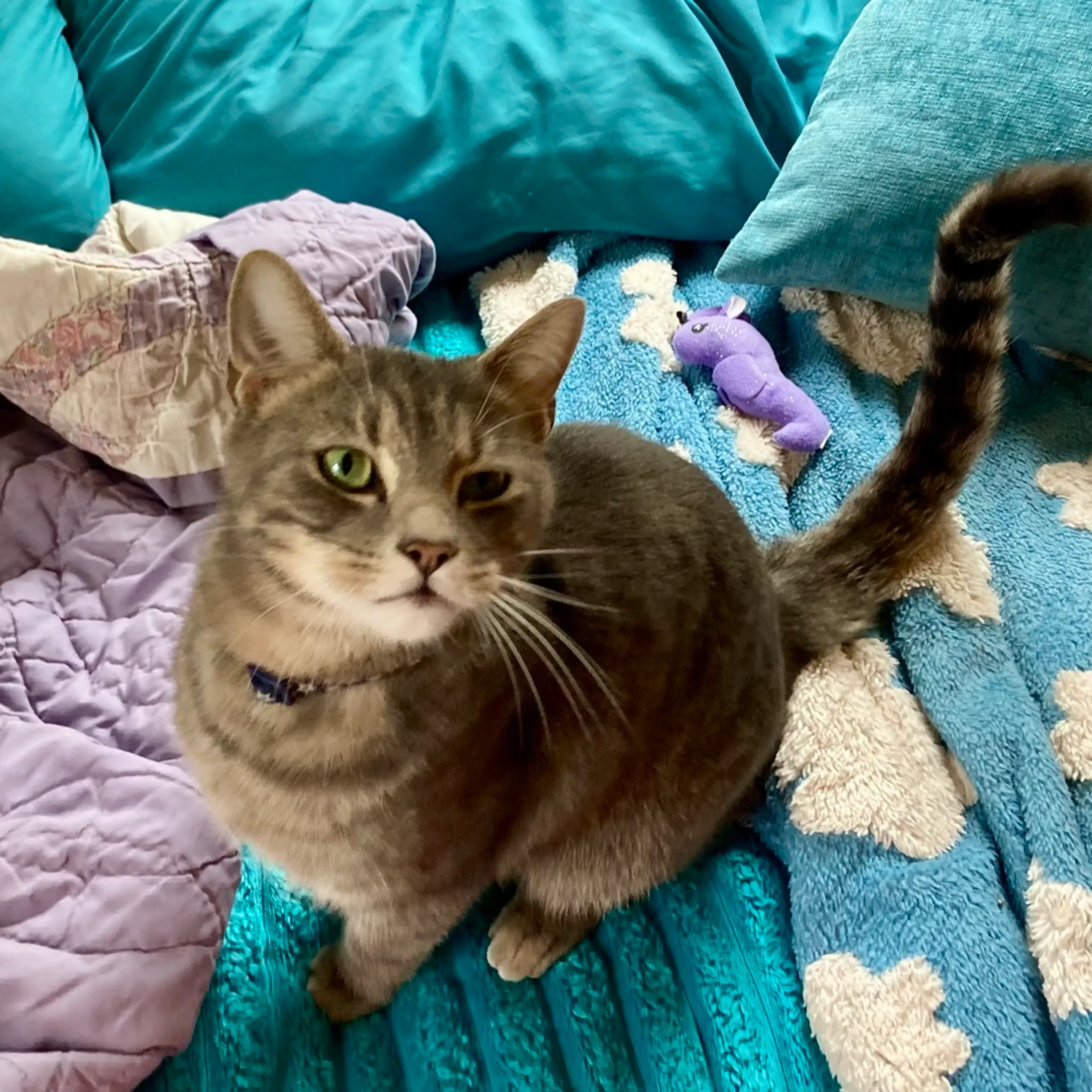 Found pet-6