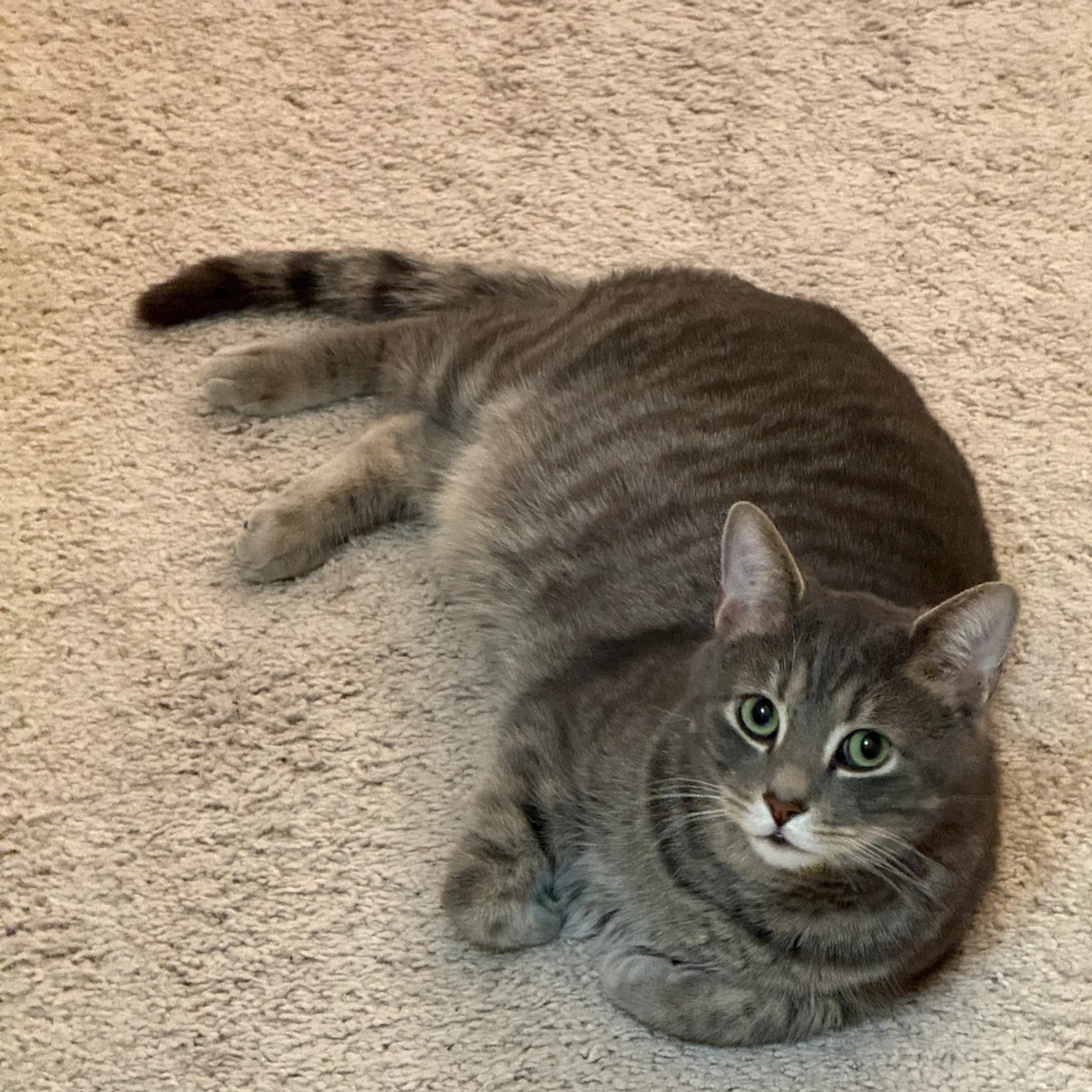 Found pet-1