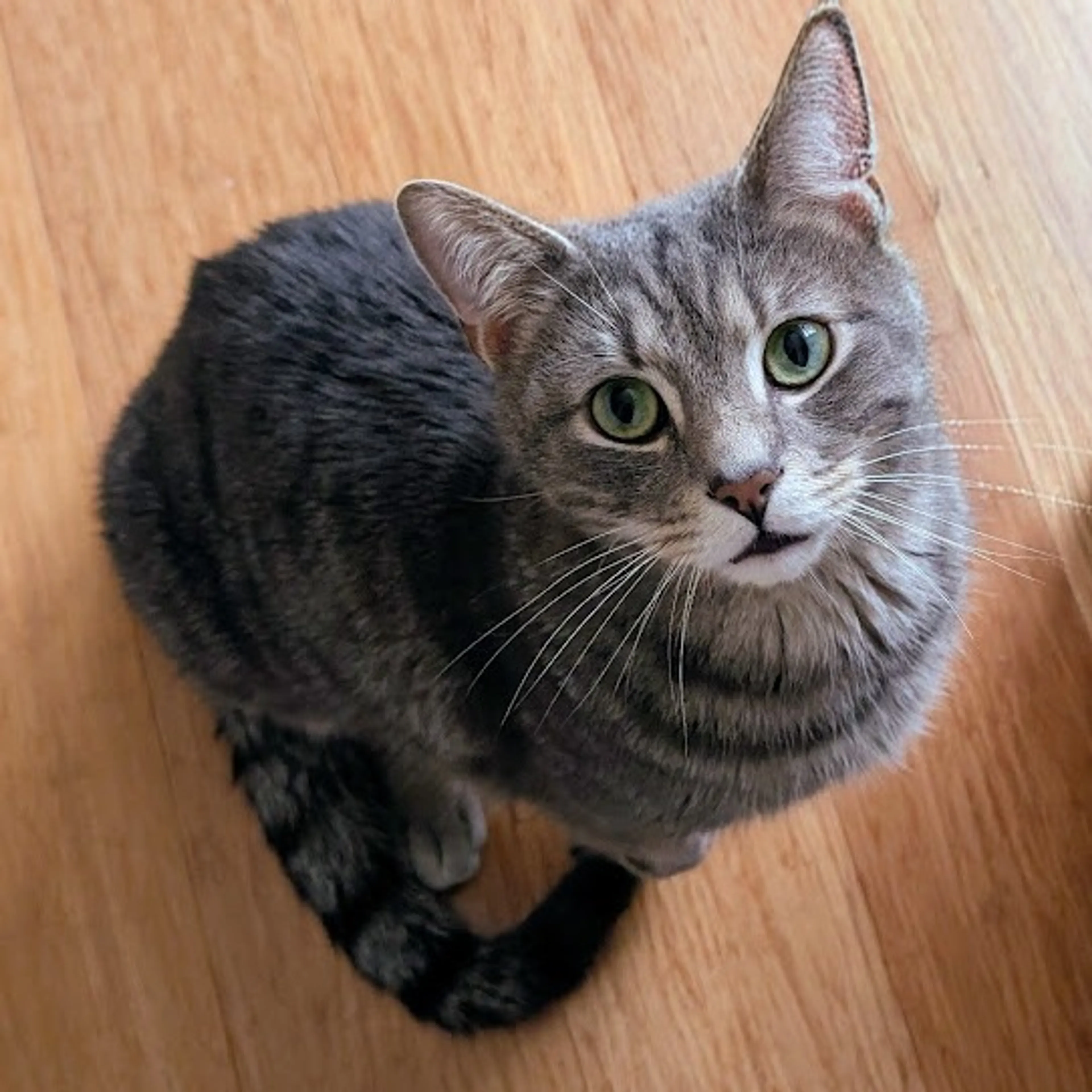Found pet-0