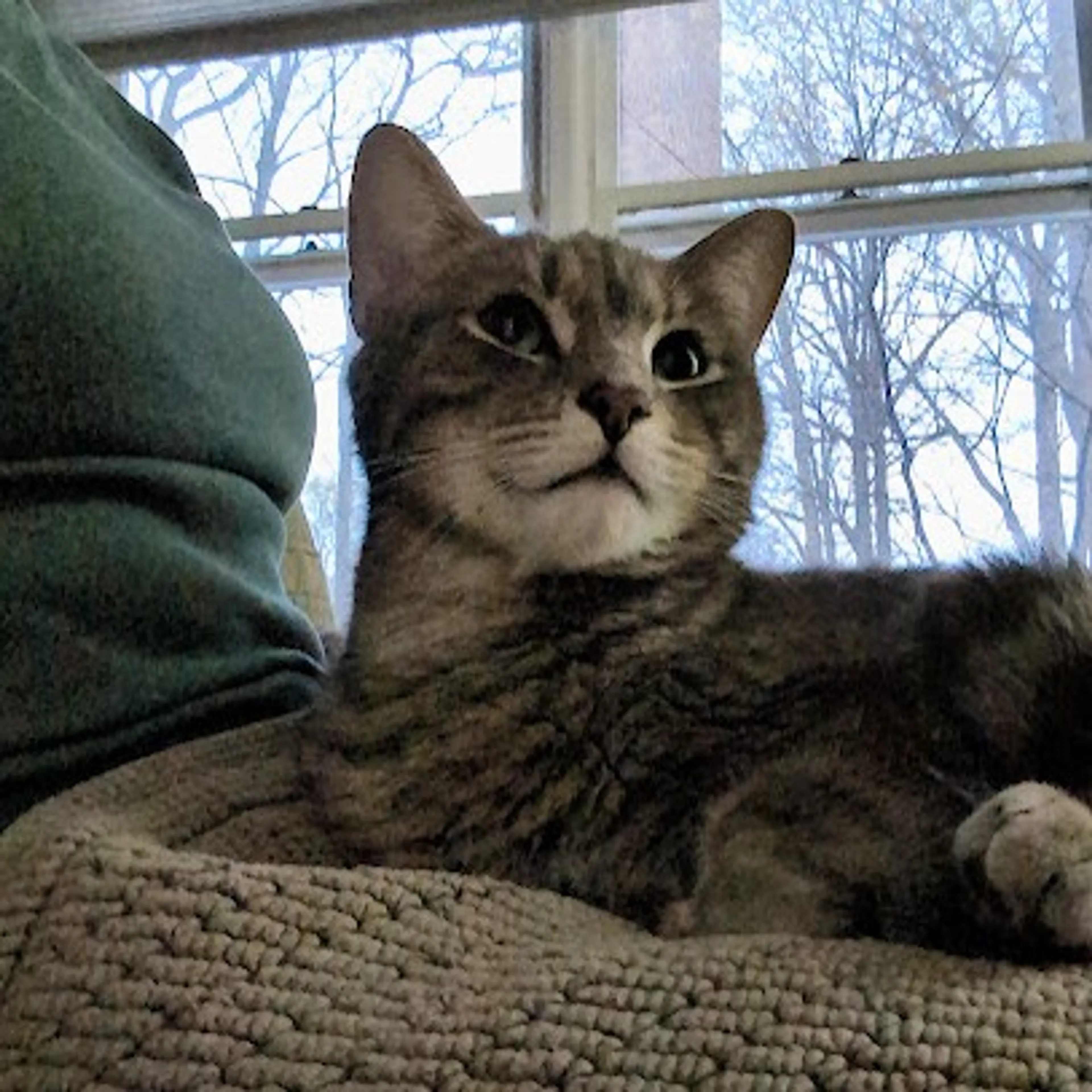 Found pet-7