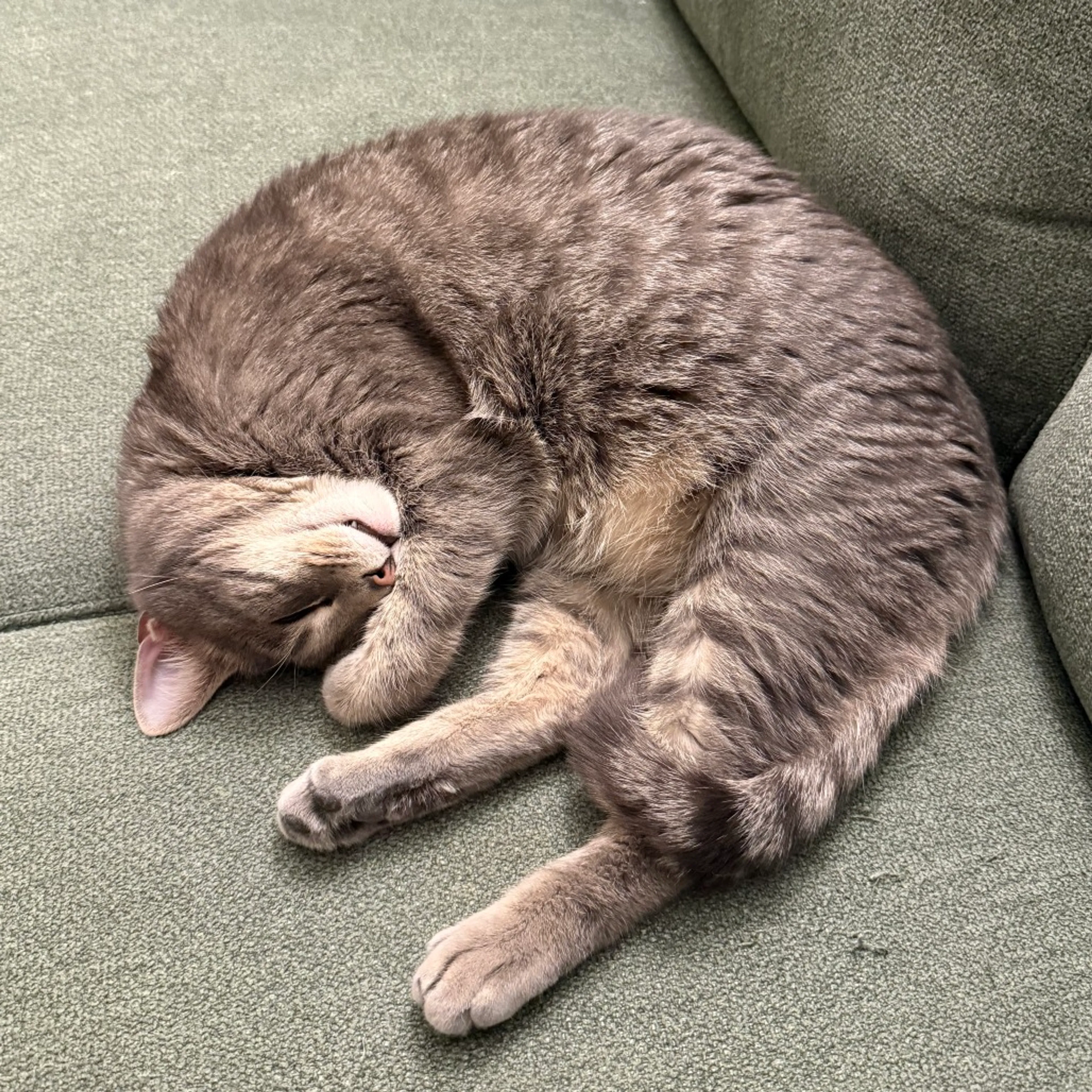 Found pet-4