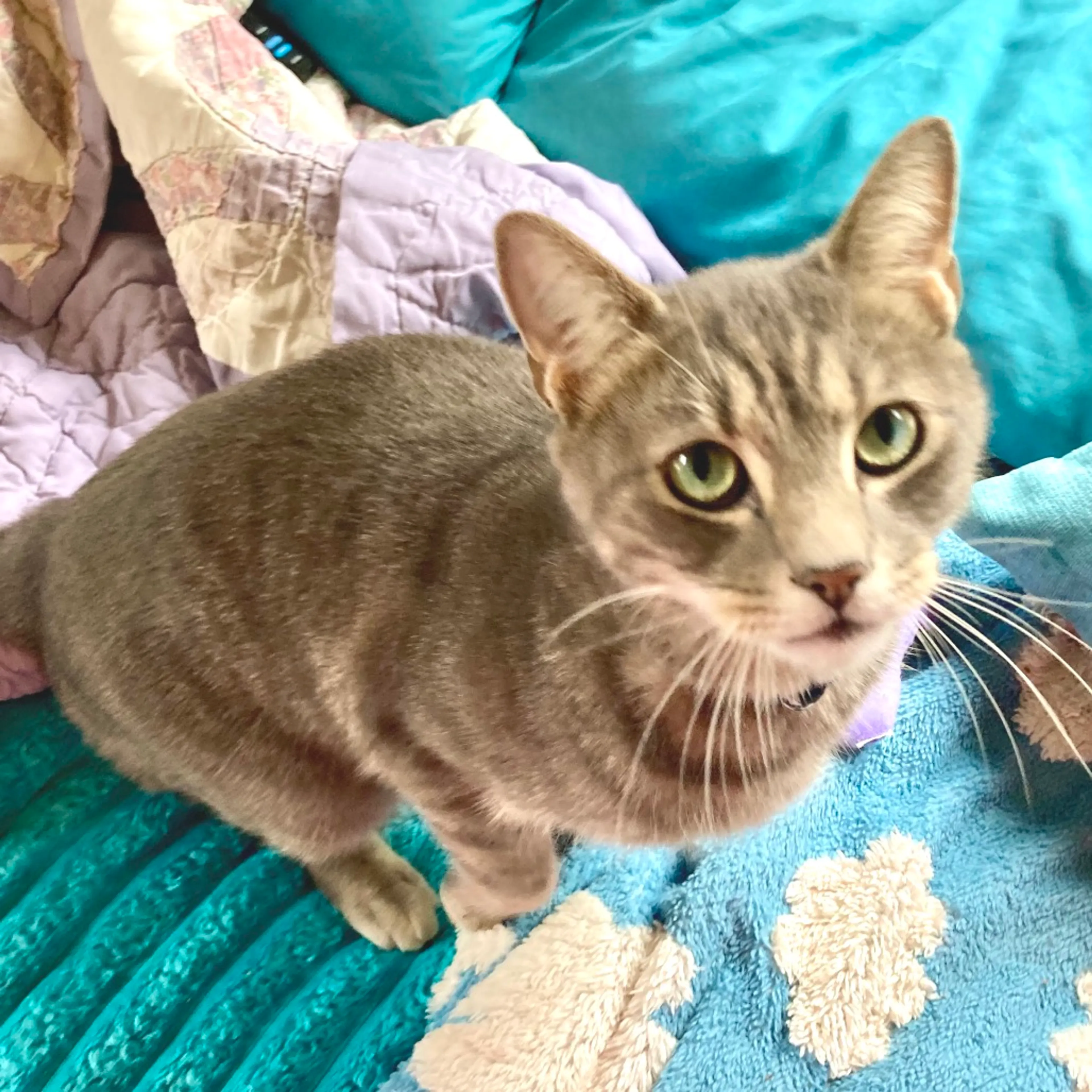 Found pet-3