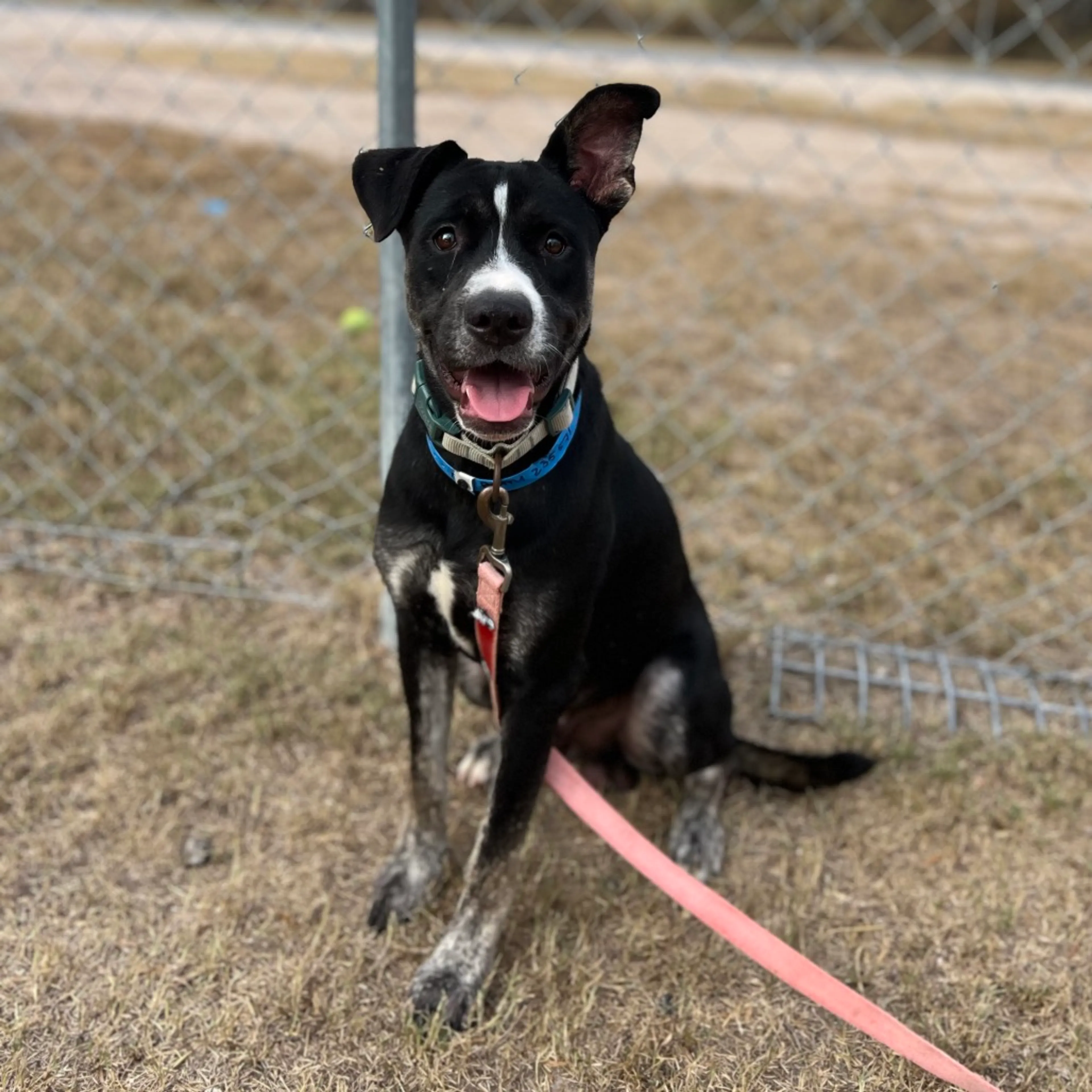 Found pet-5
