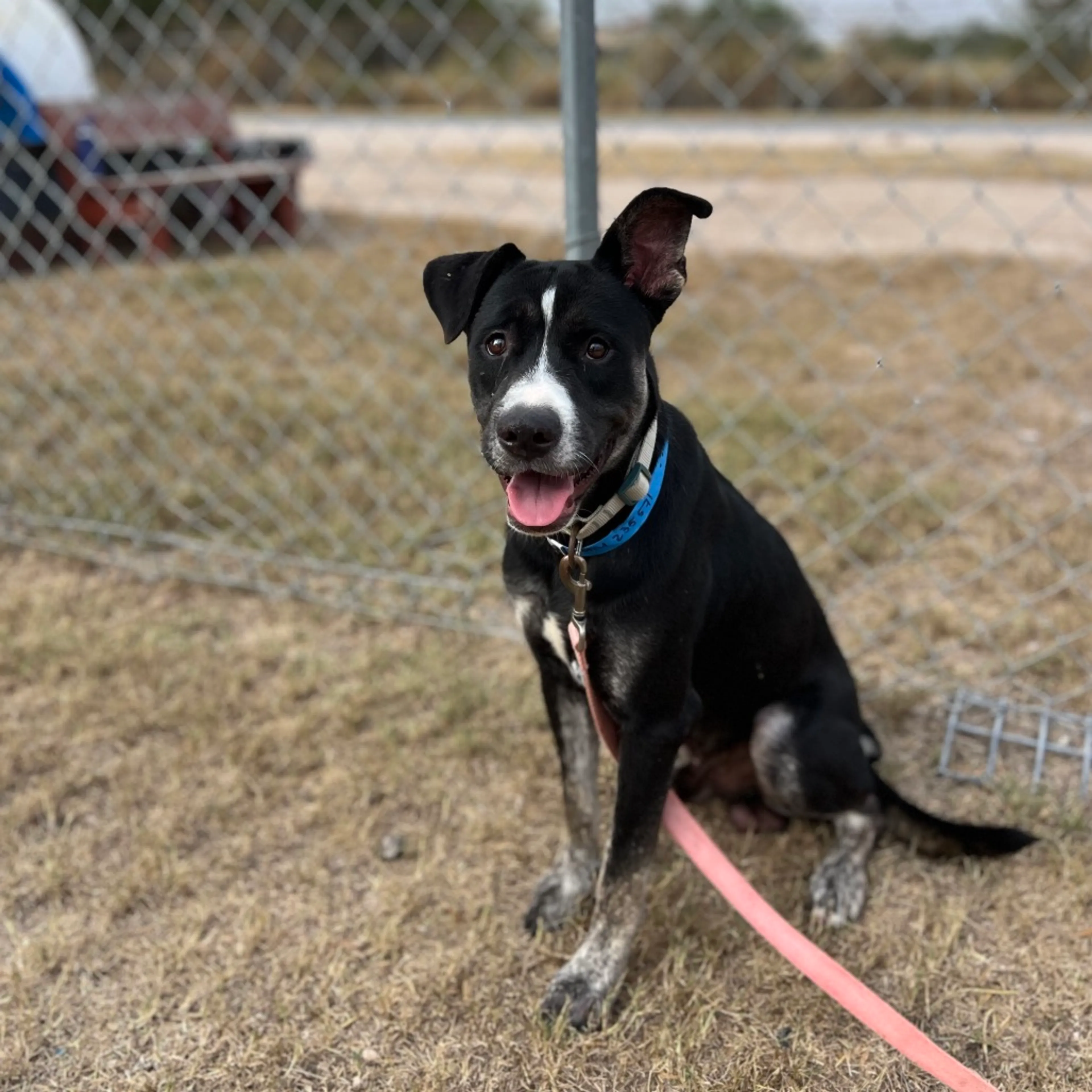 Found pet-6