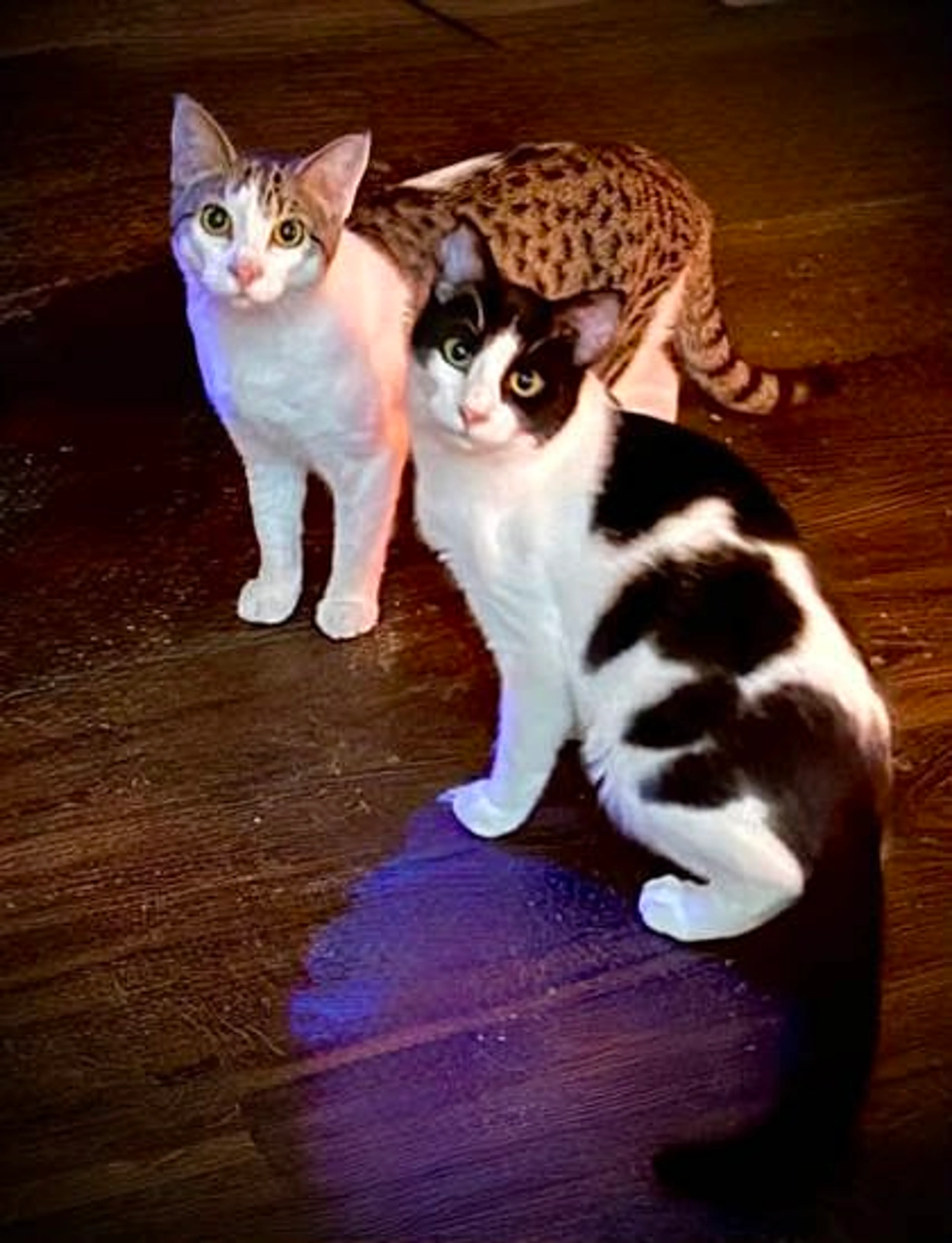 Found pet-2