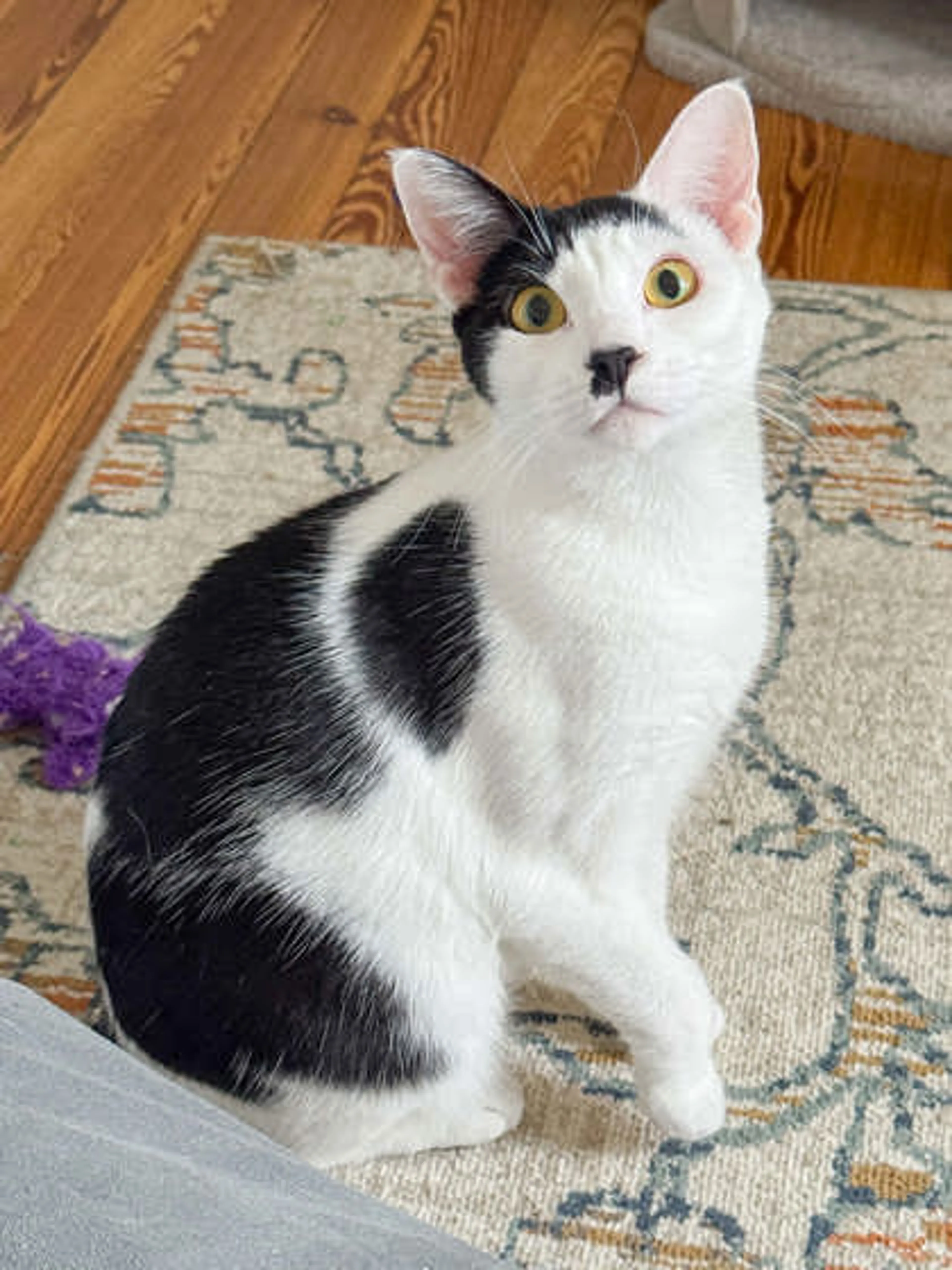 Found pet-0