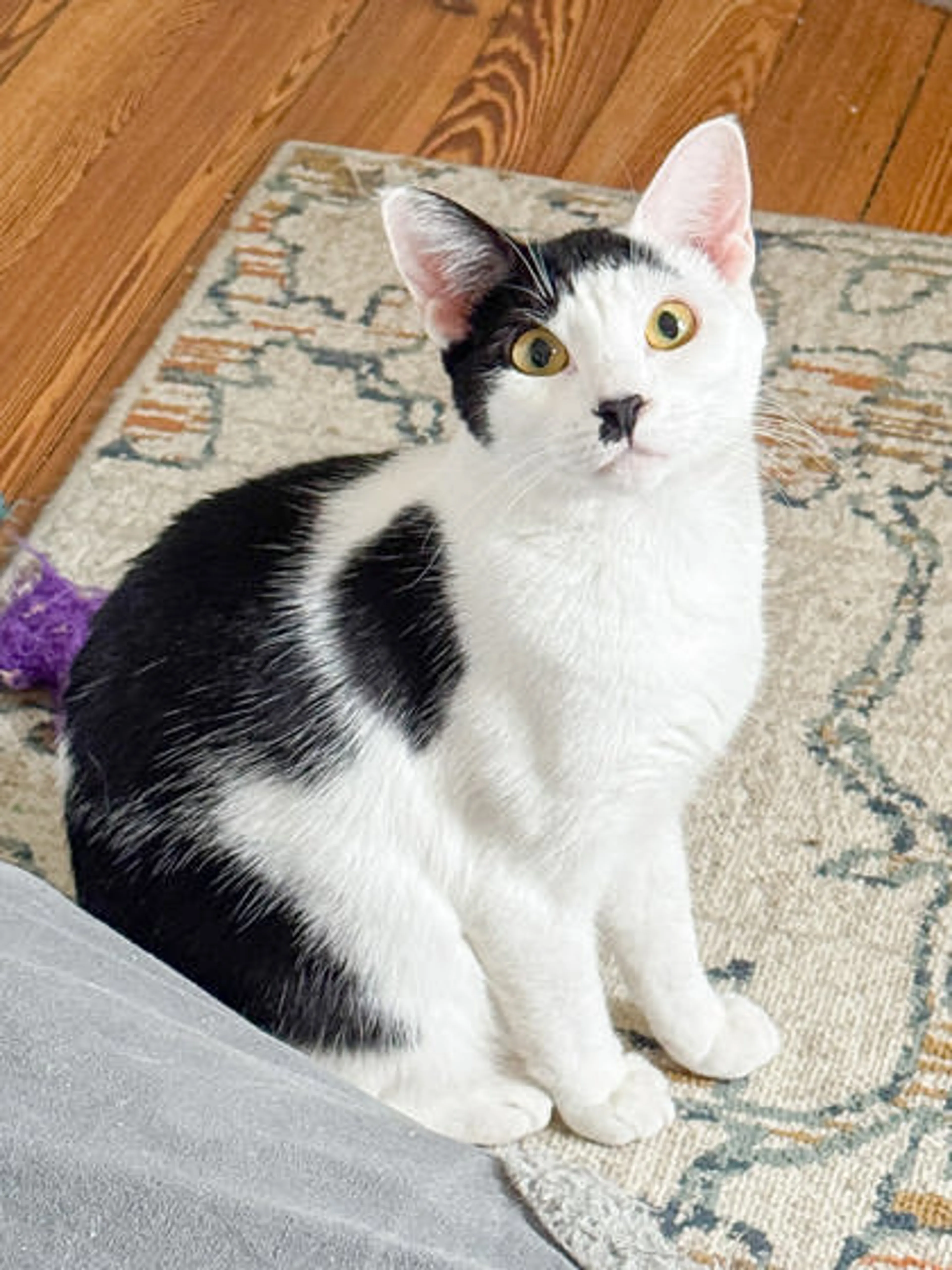 Found pet-1