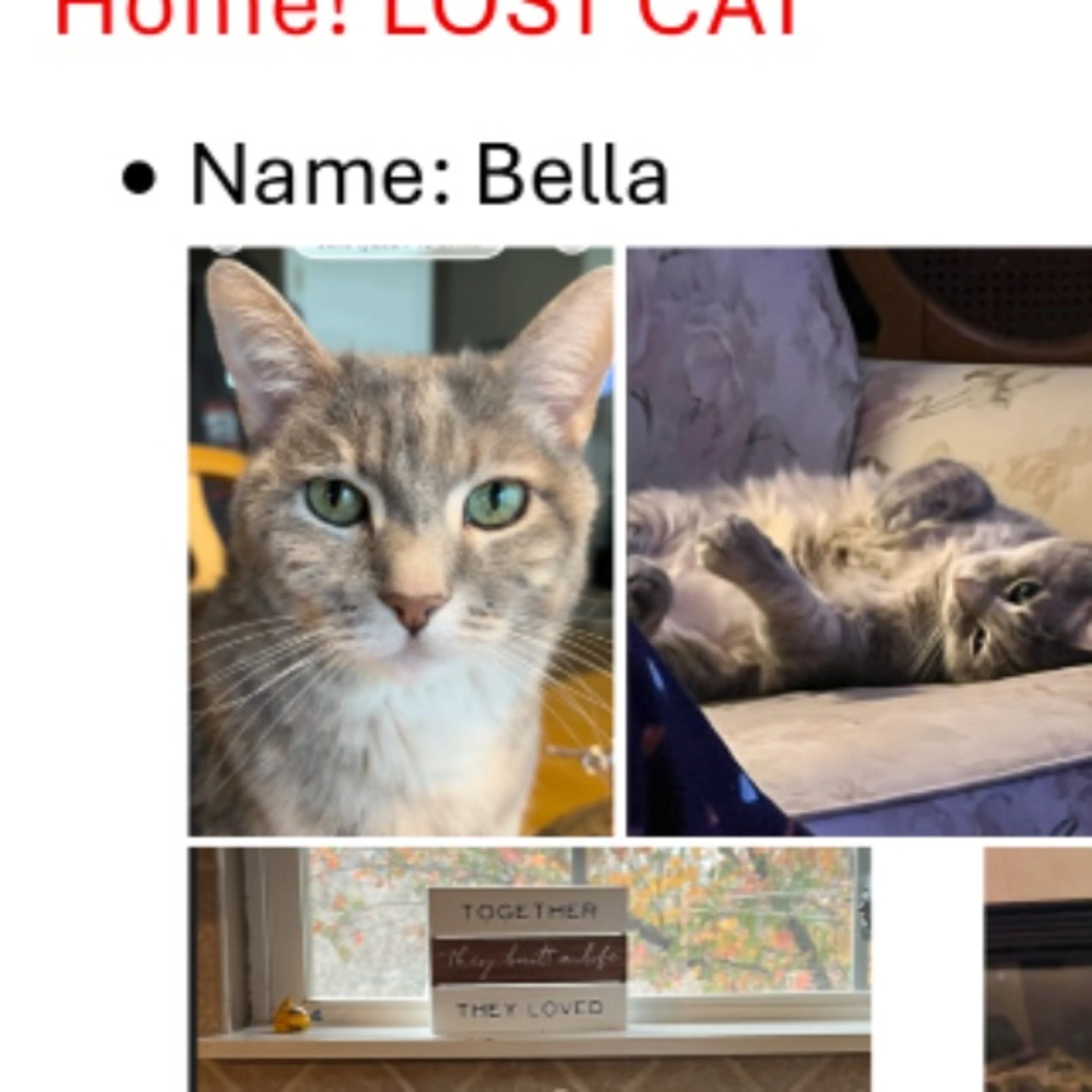 Lost pet