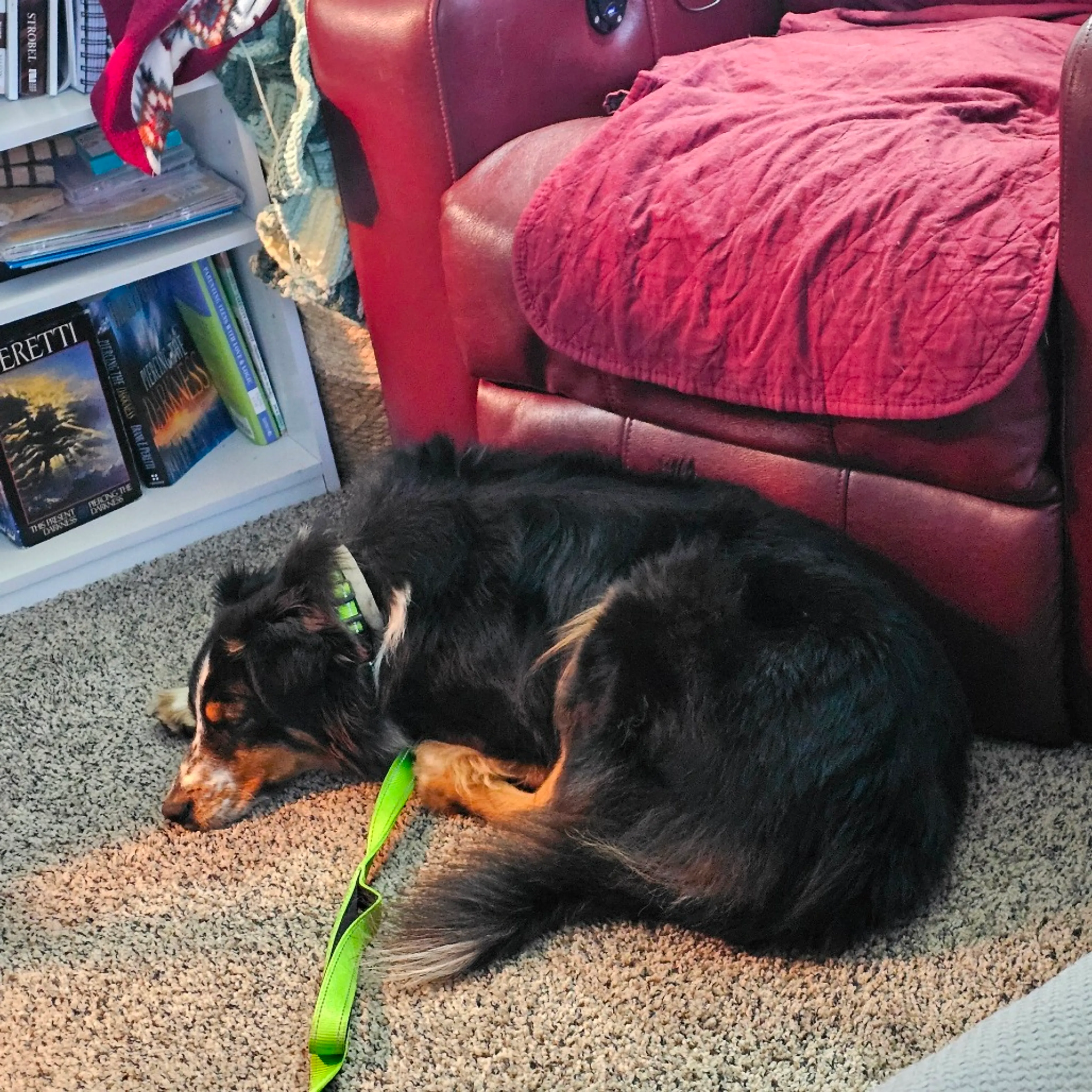 Found pet
