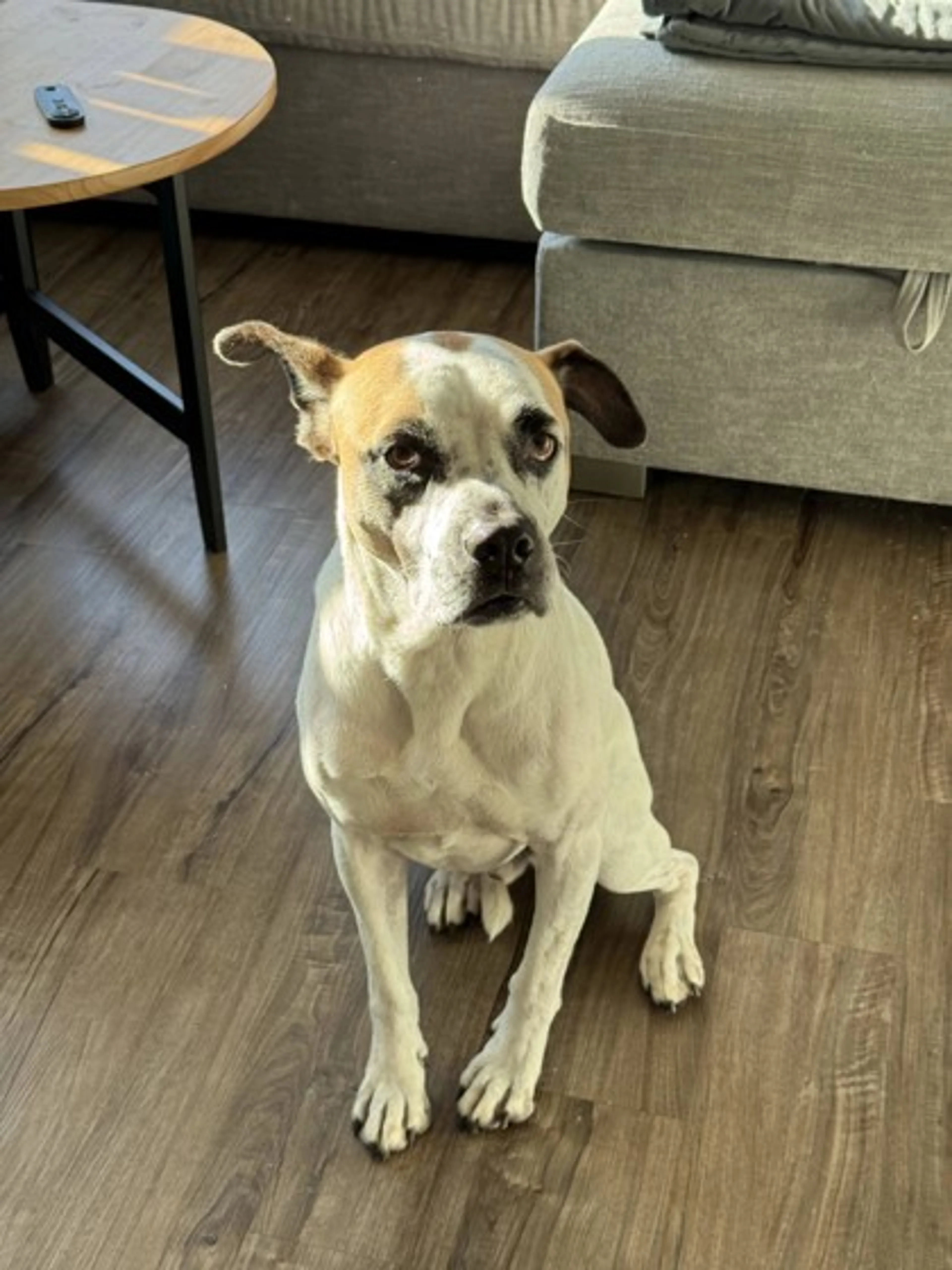 Found pet-2
