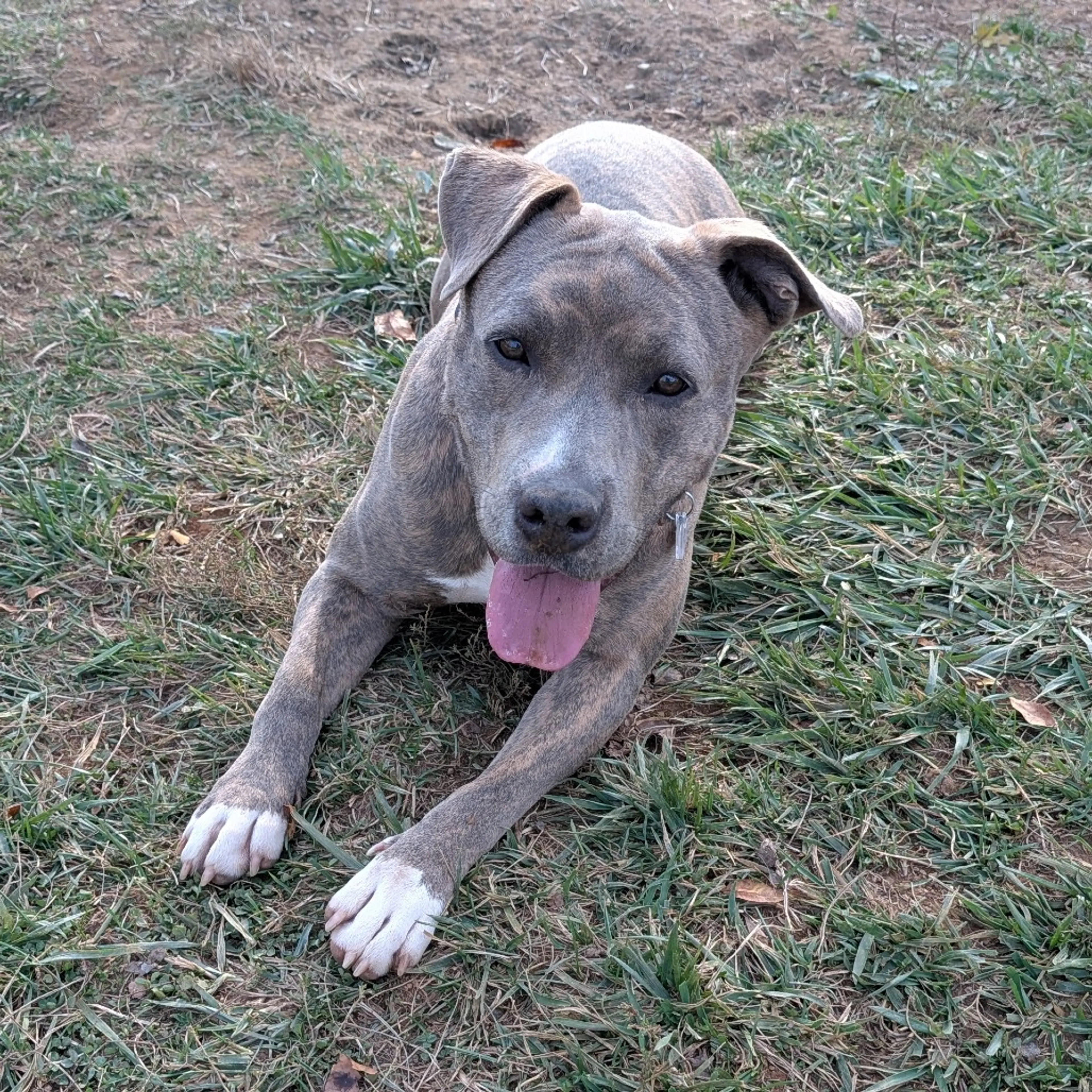 Found pet-6