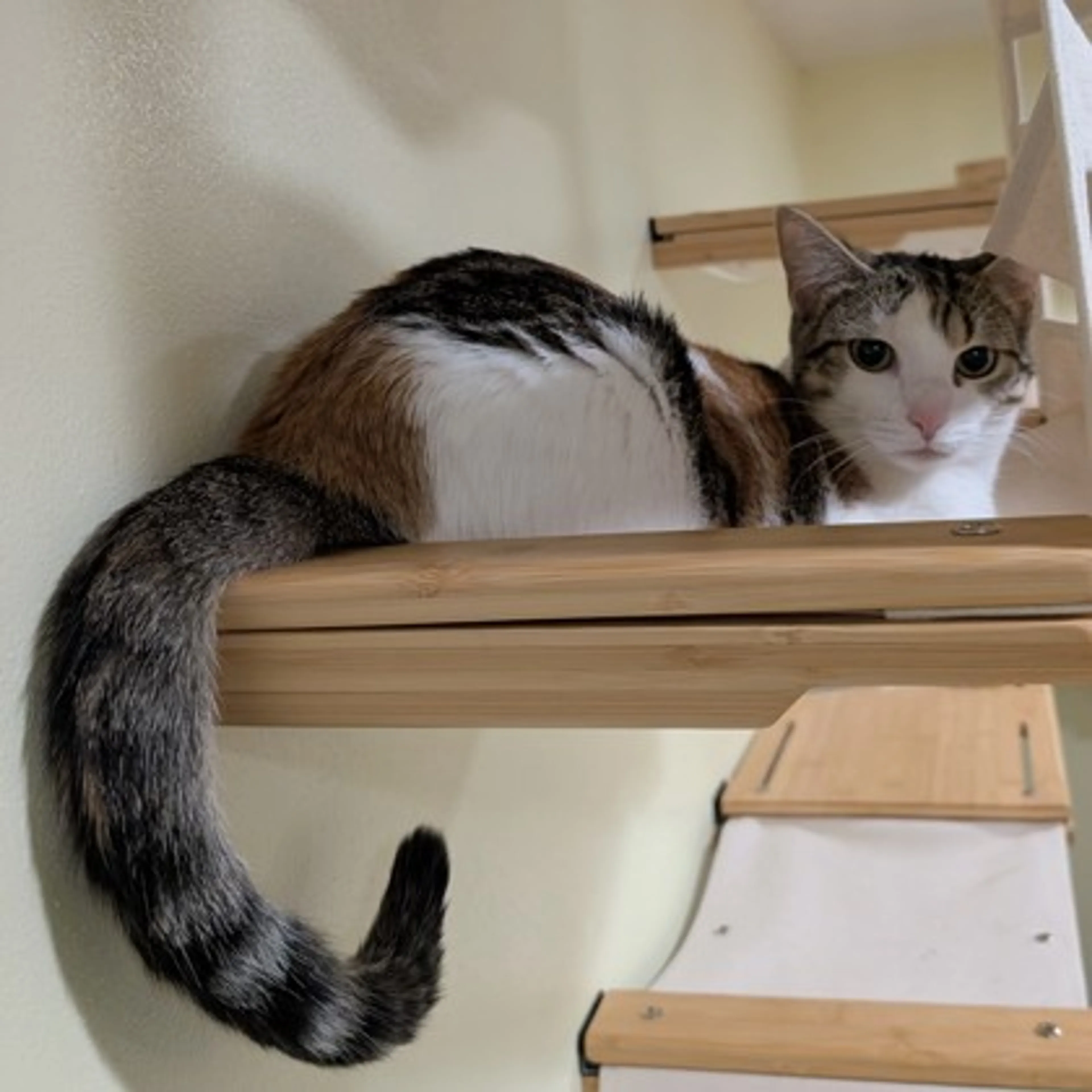 cdn image