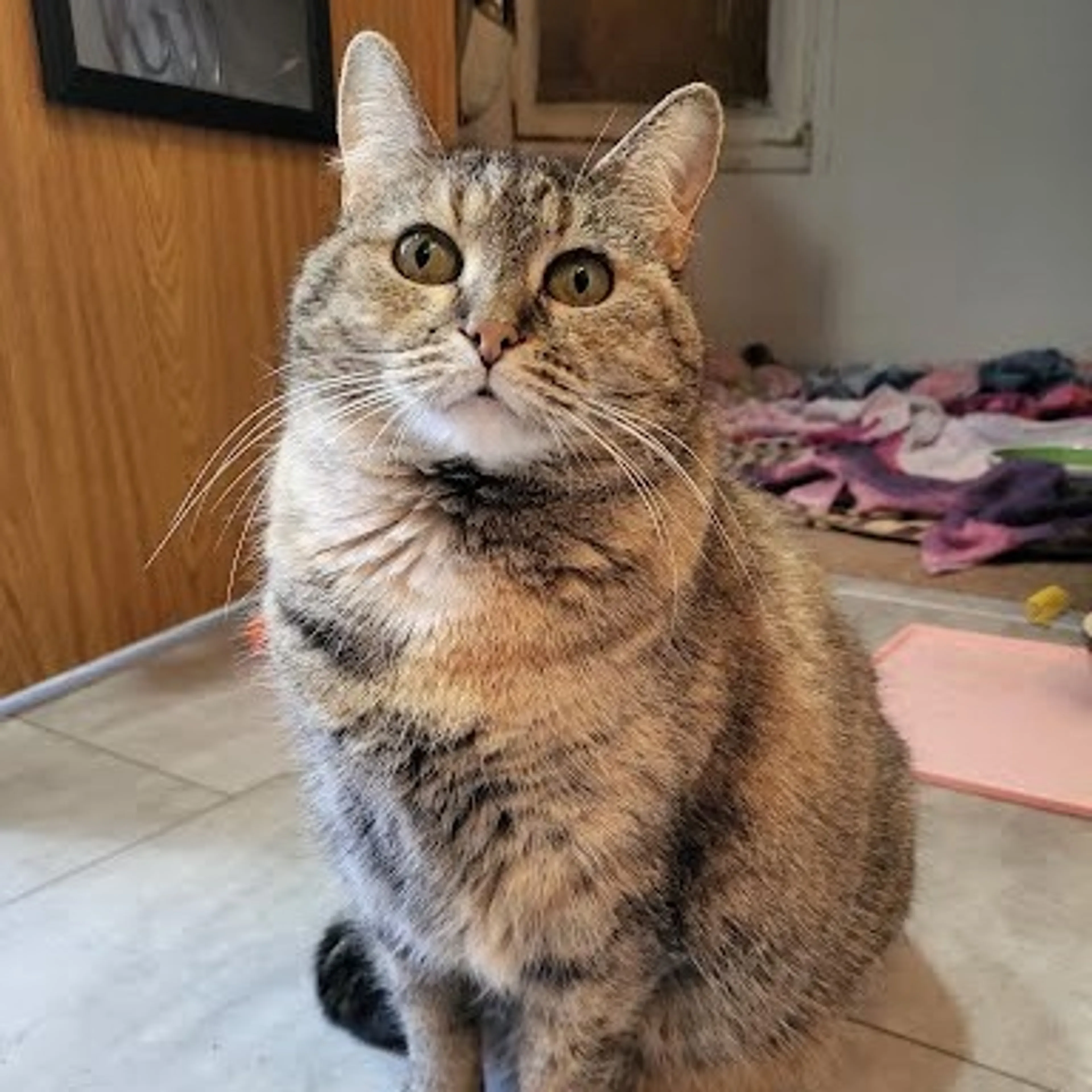 Found pet-9