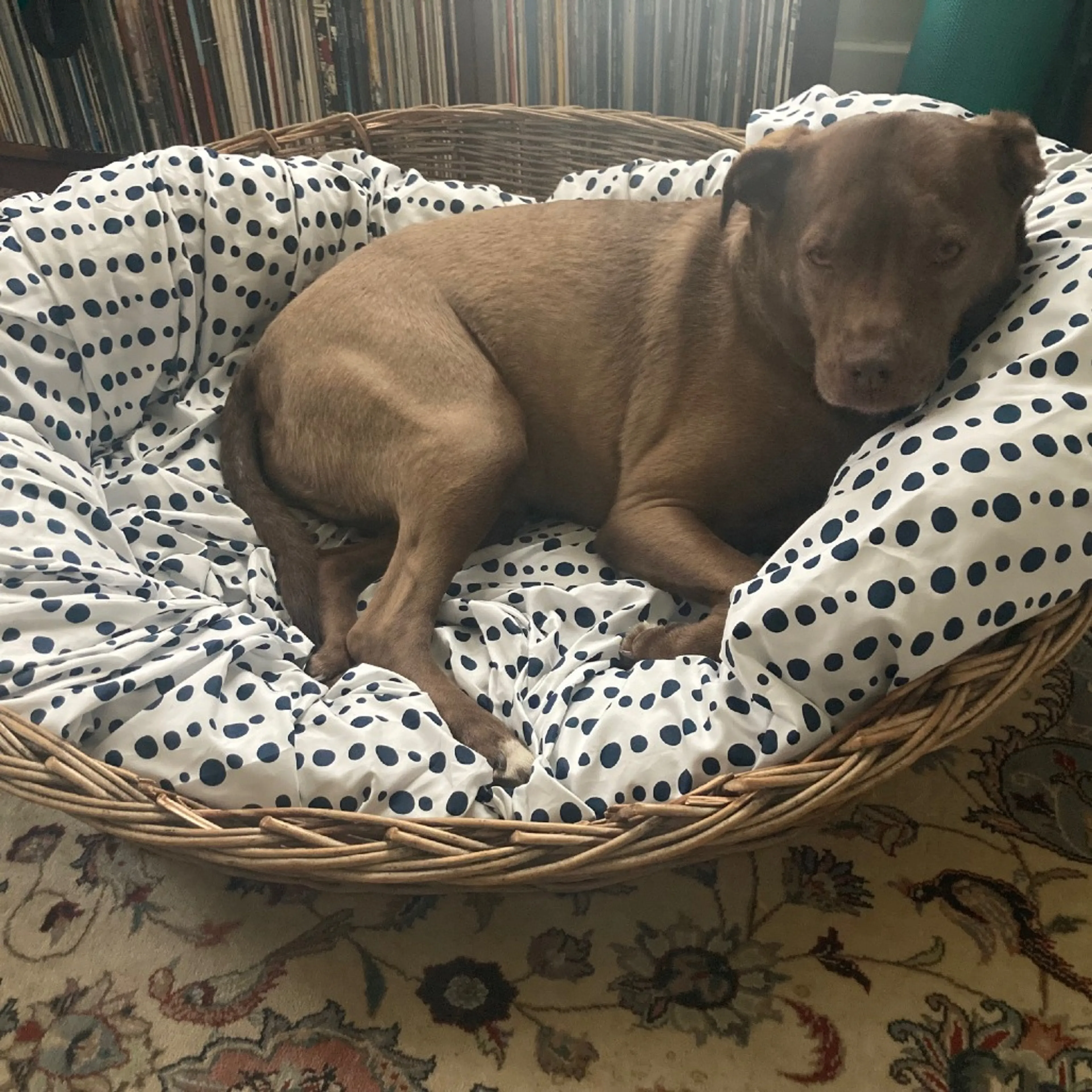 Found pet-18