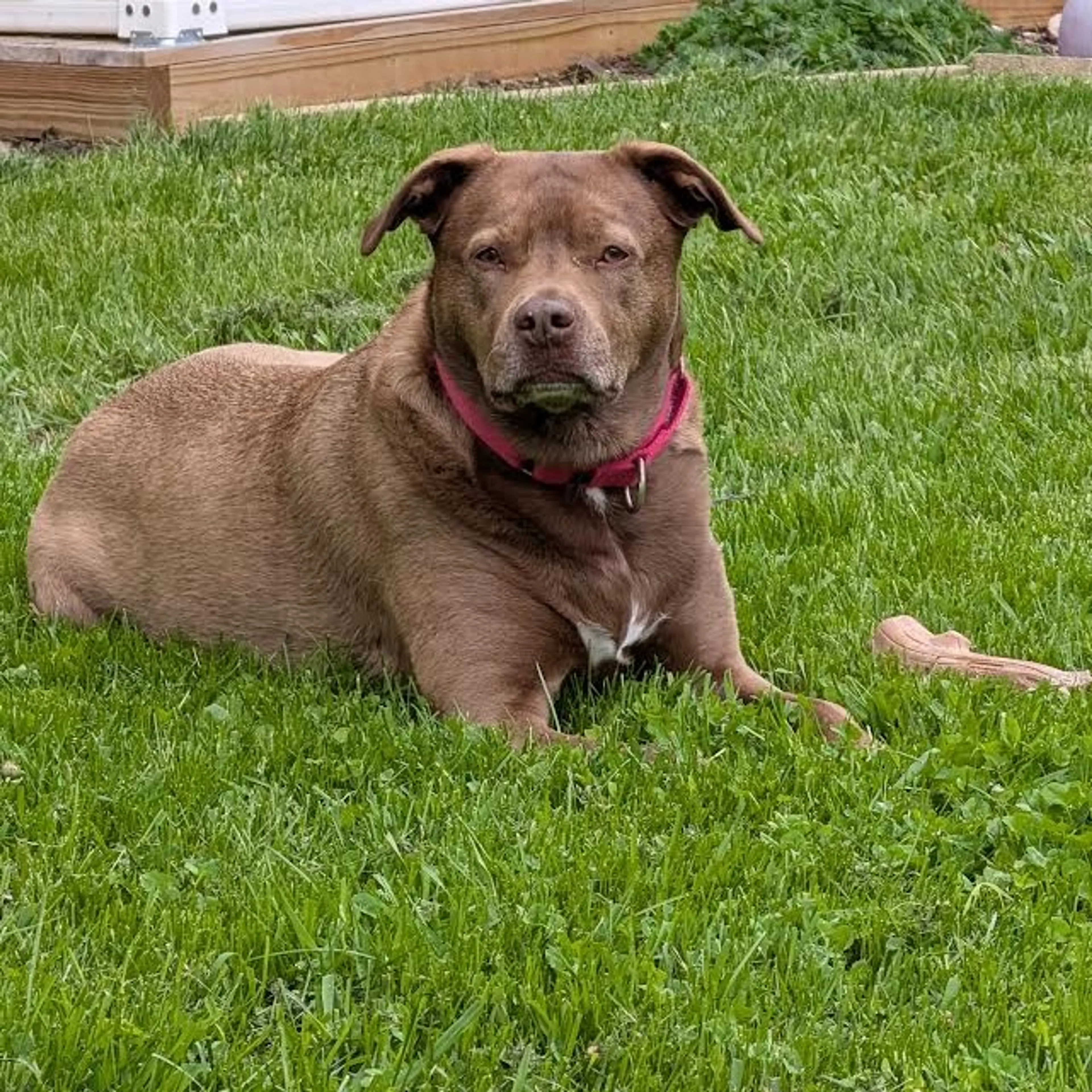 Found pet-28