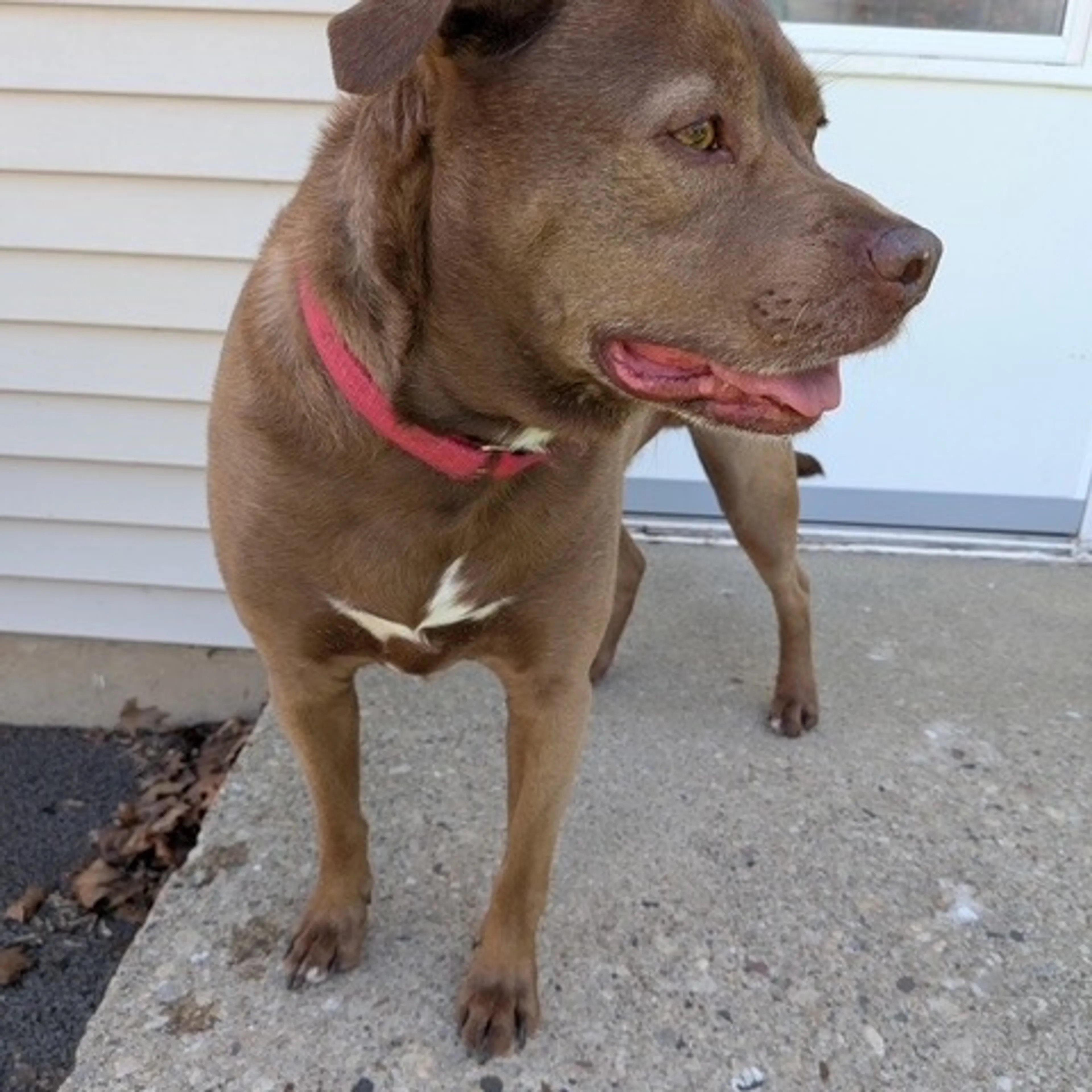 Found pet-26