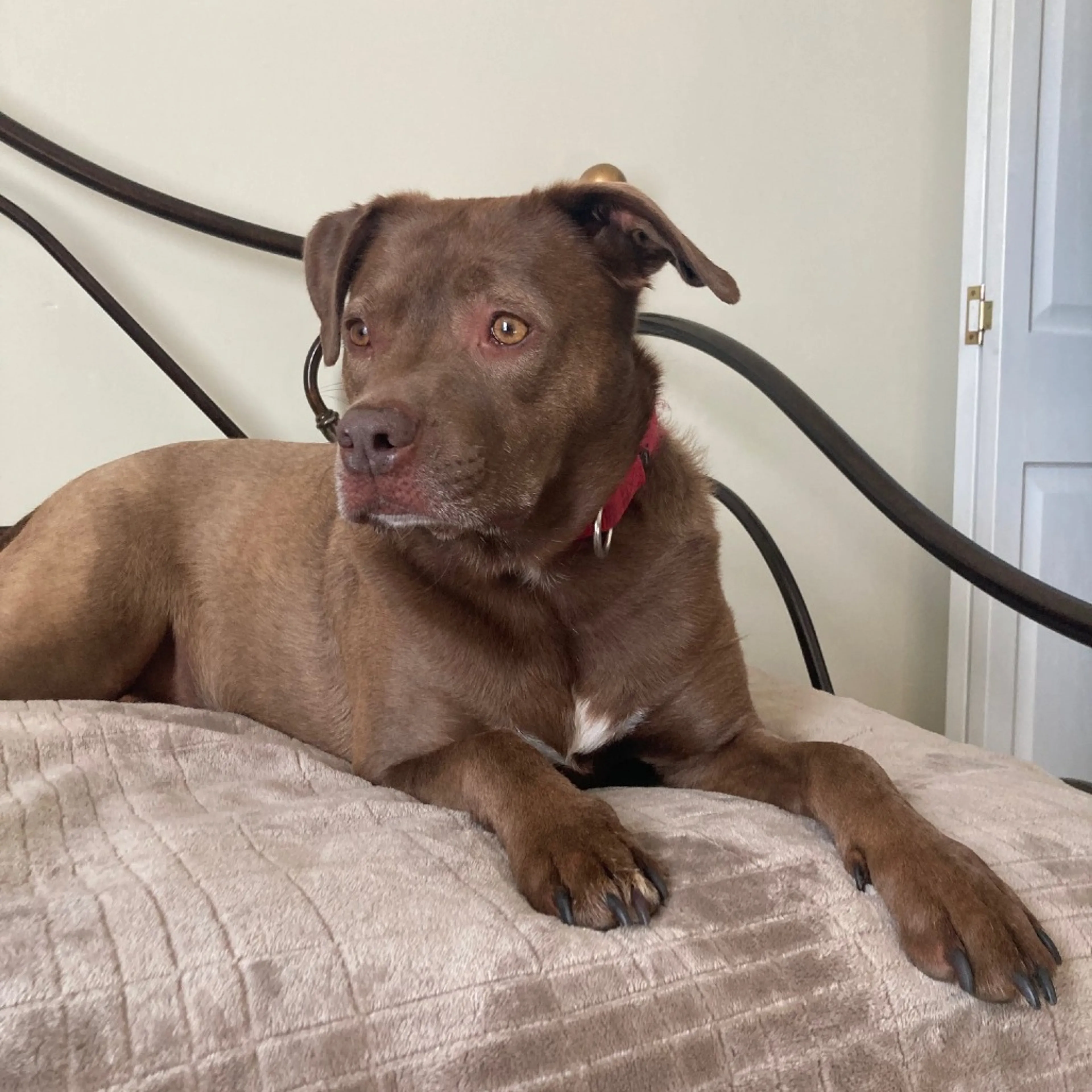 Found pet-17