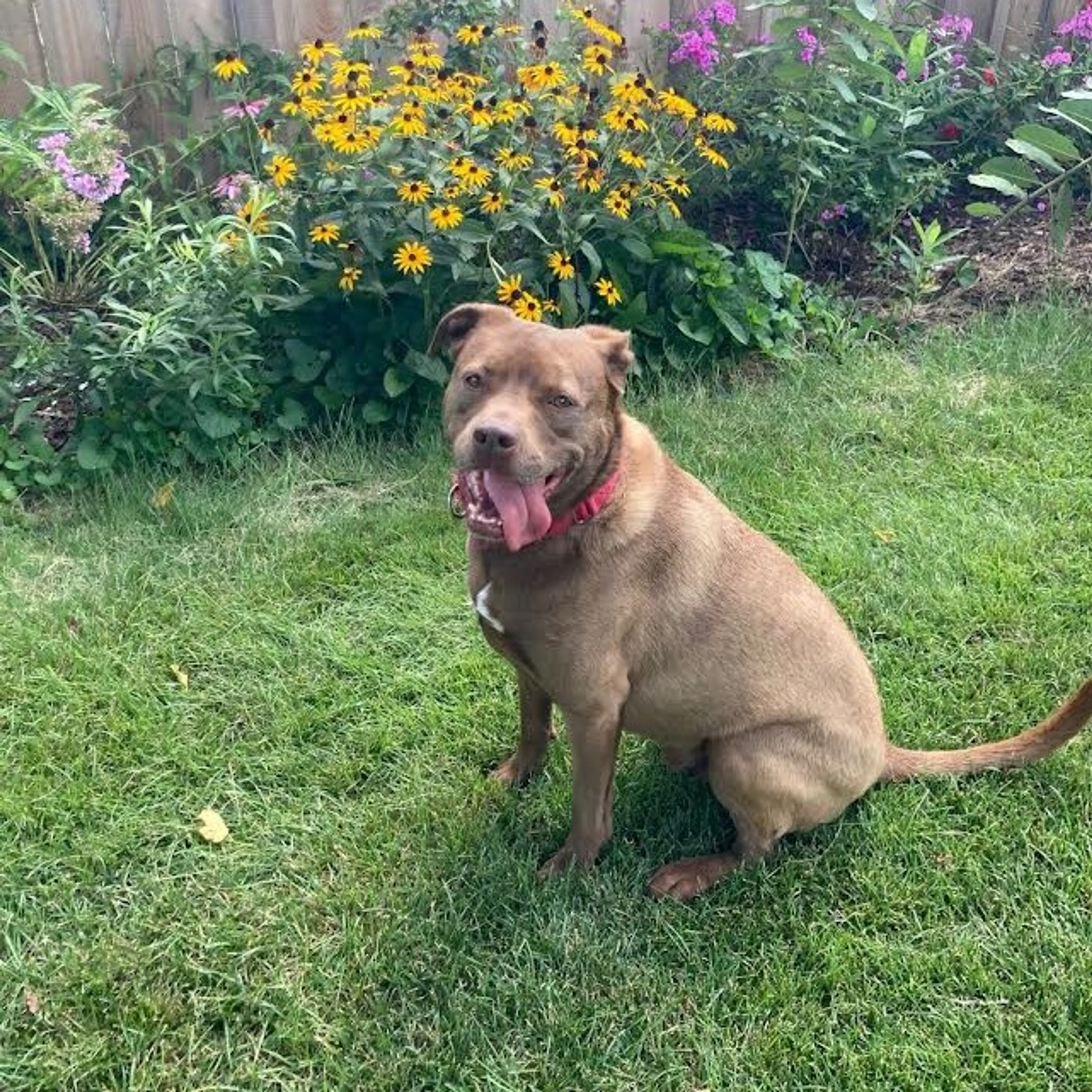 Found pet-16
