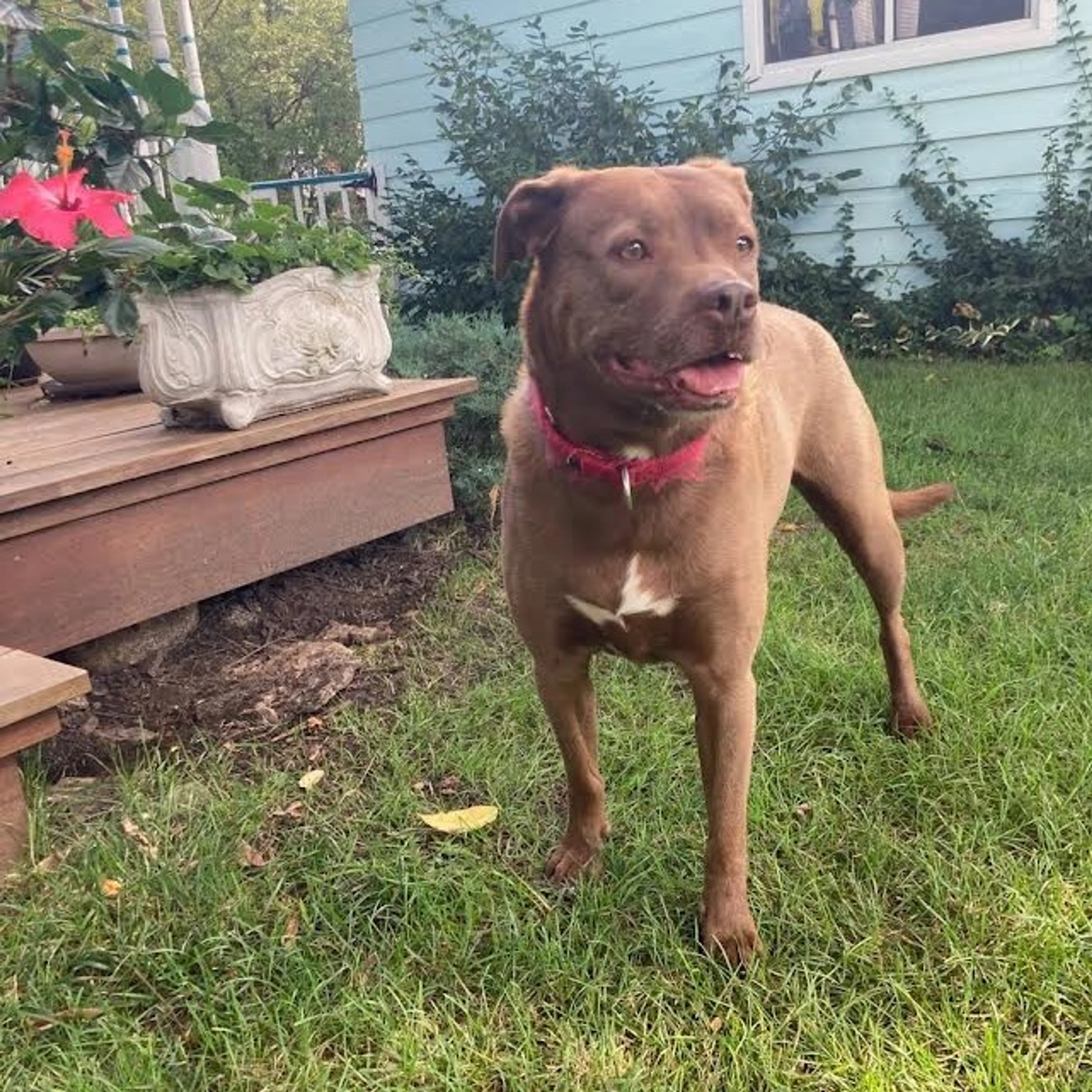 Found pet-15