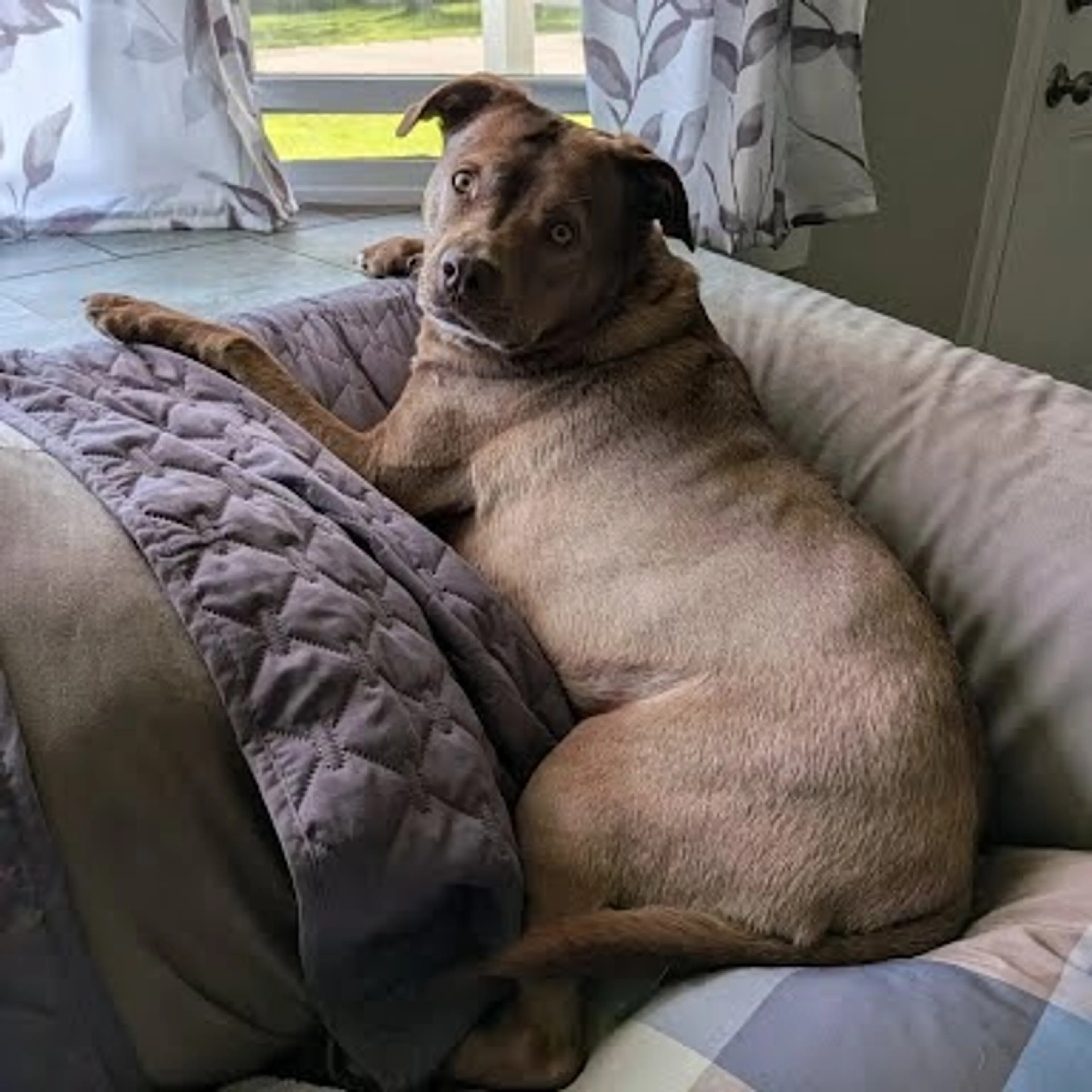 Found pet-24