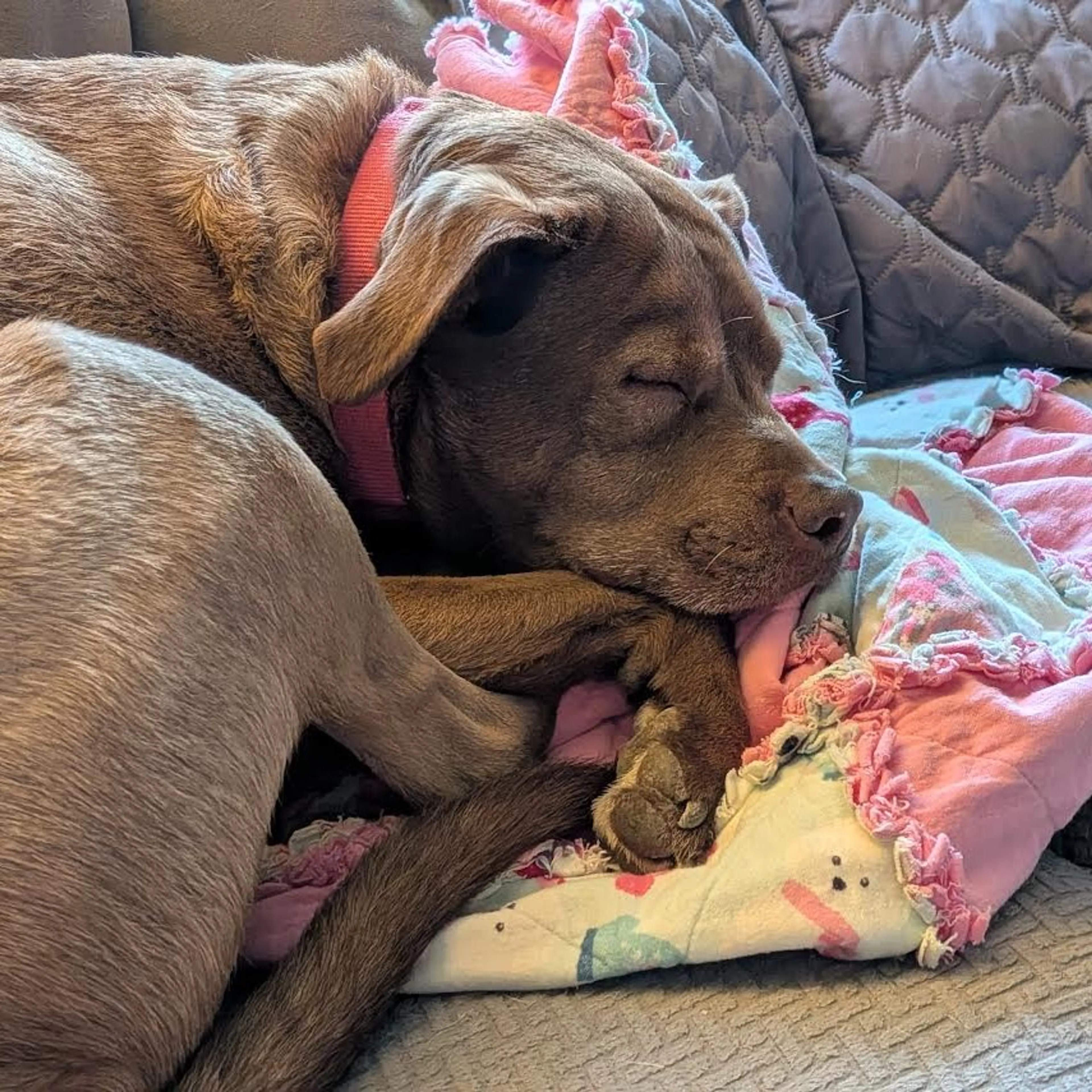 Found pet-31