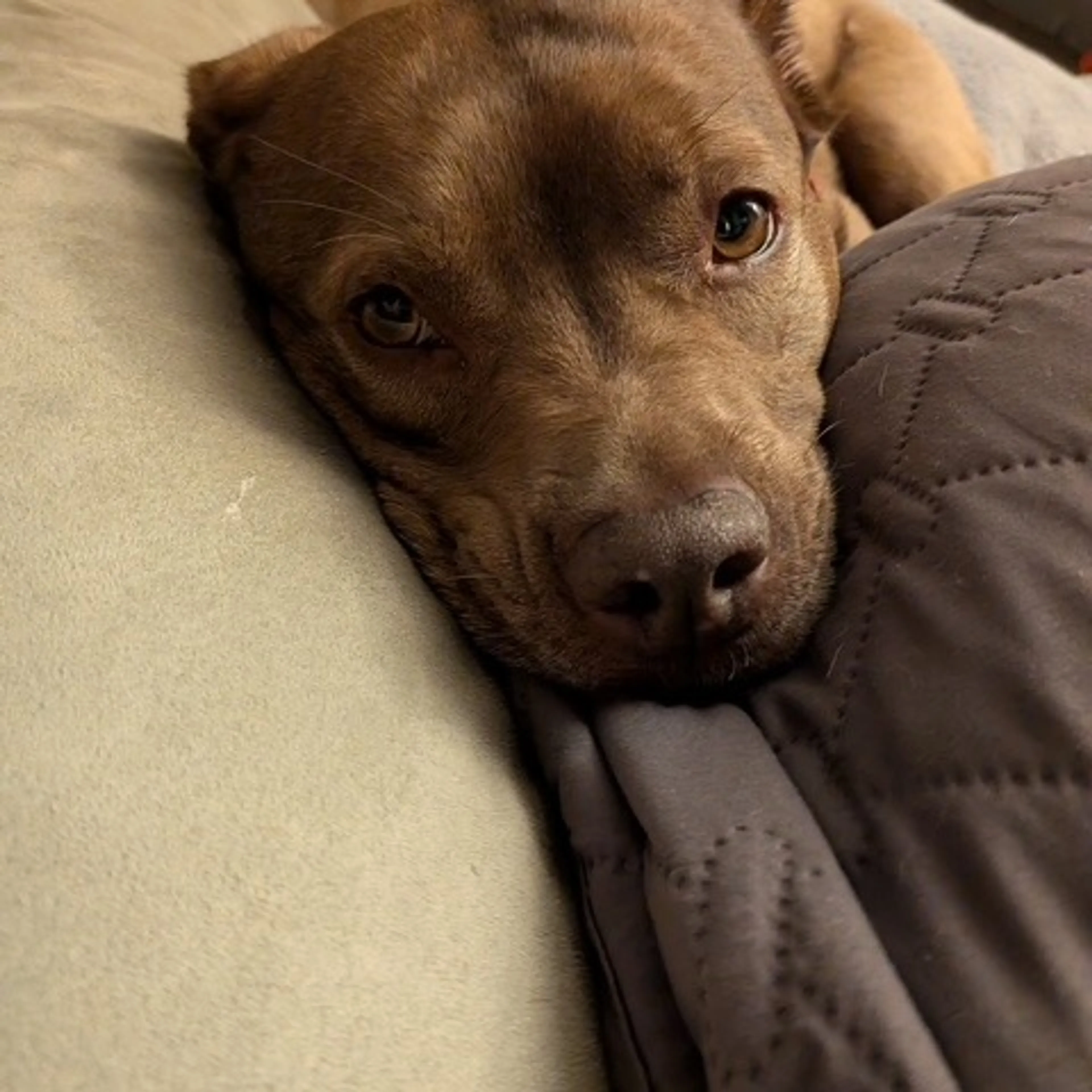 Found pet-25