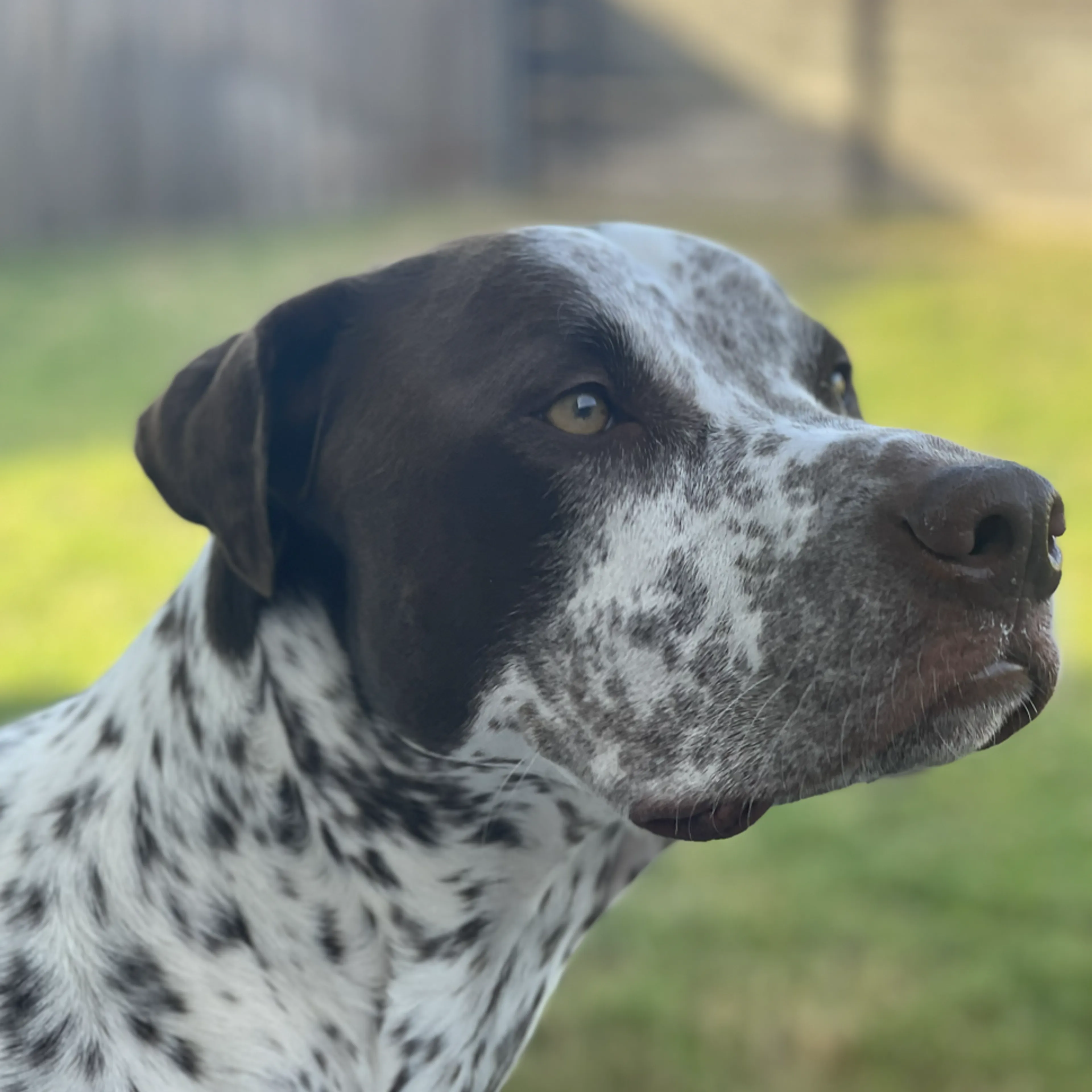Found pet-4