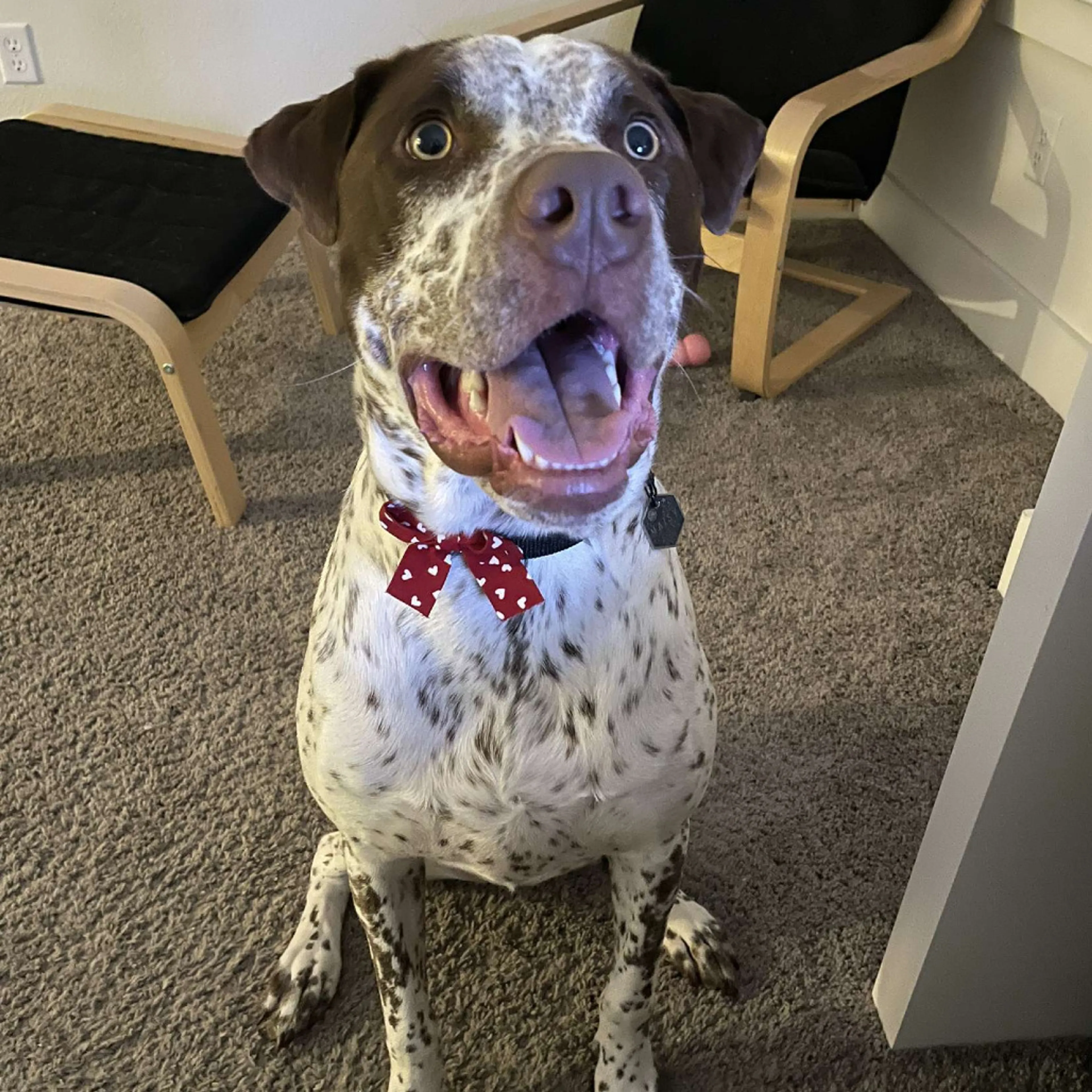 Found pet-1