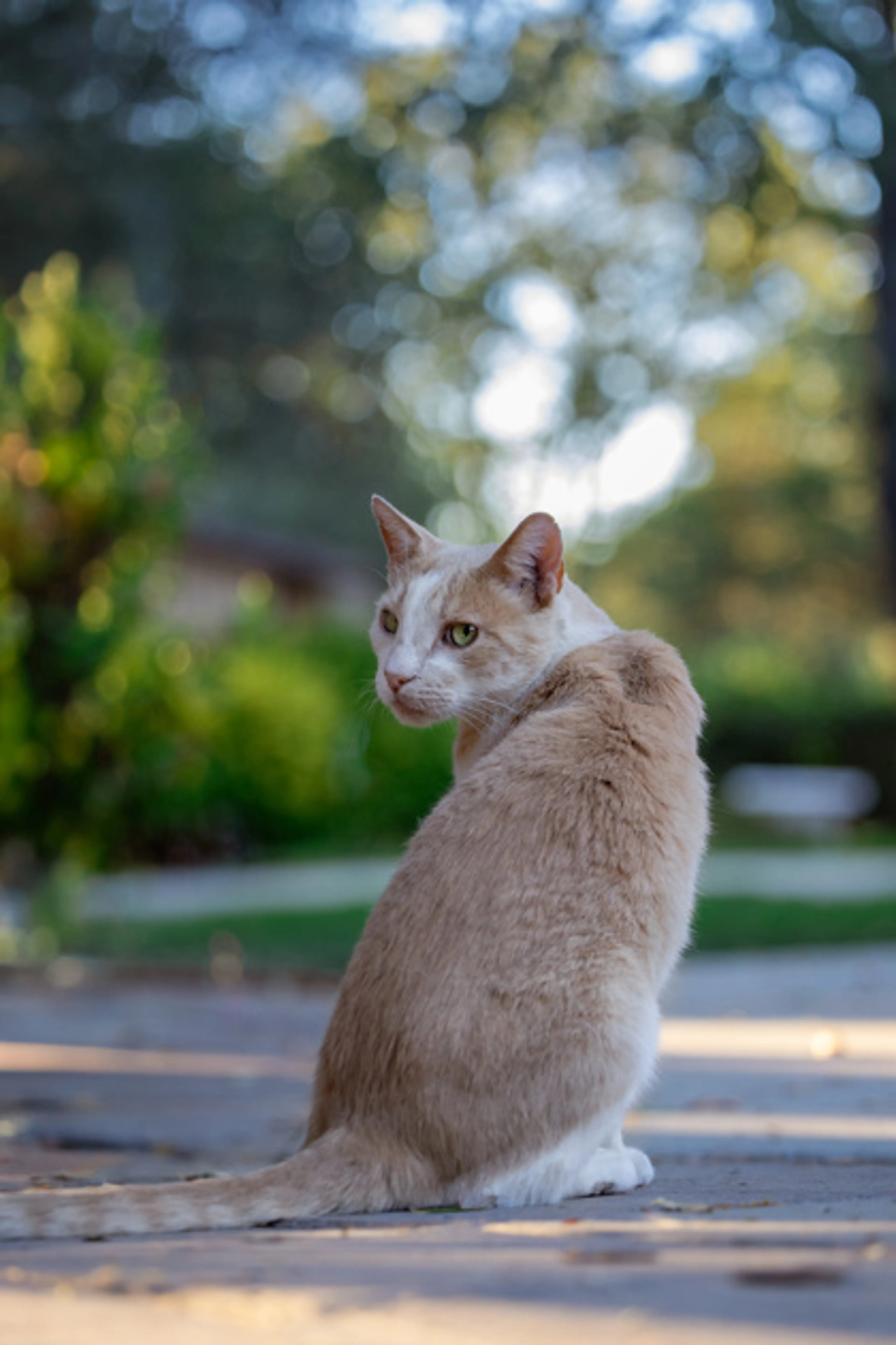 Found pet-2