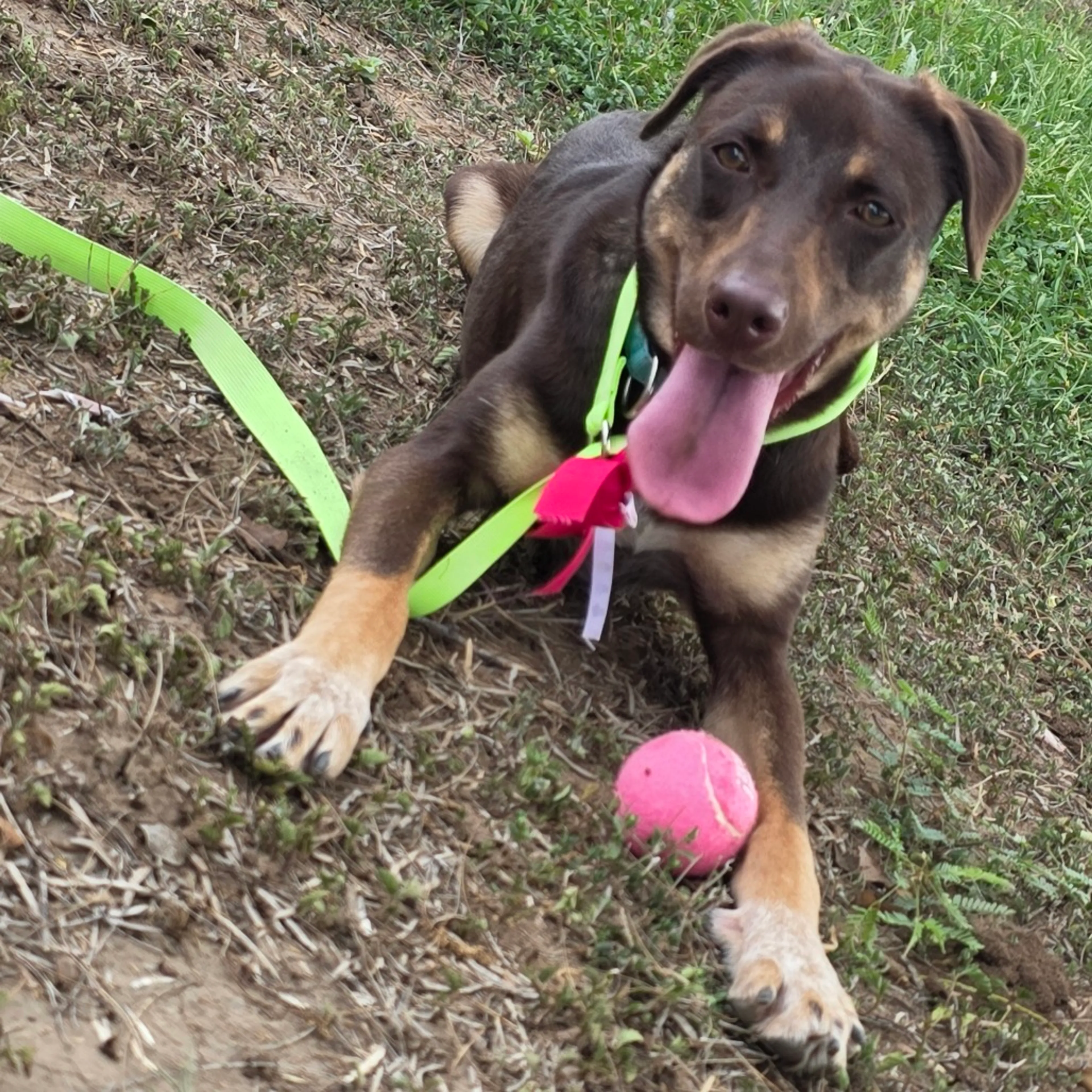 Found pet-7