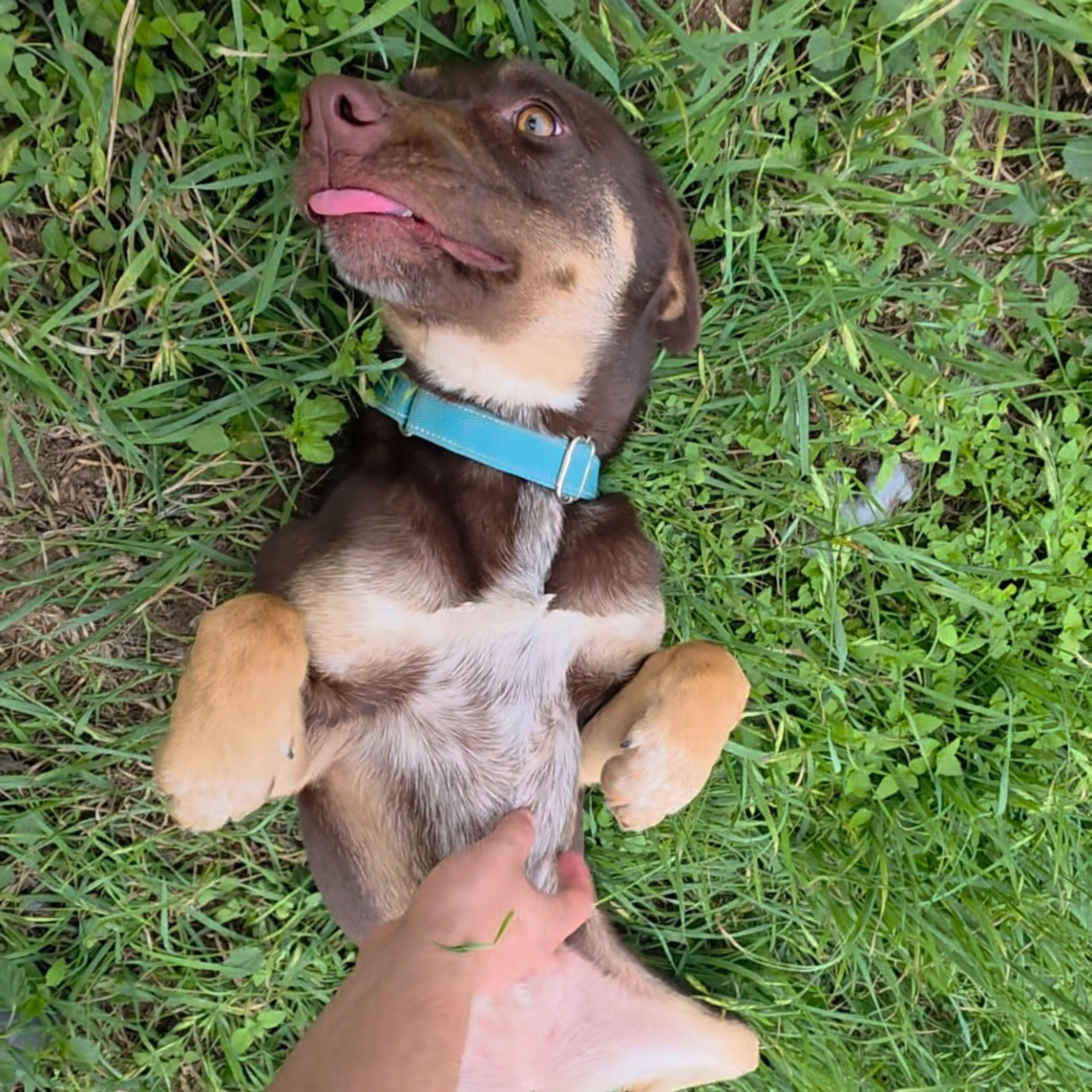Found pet-9