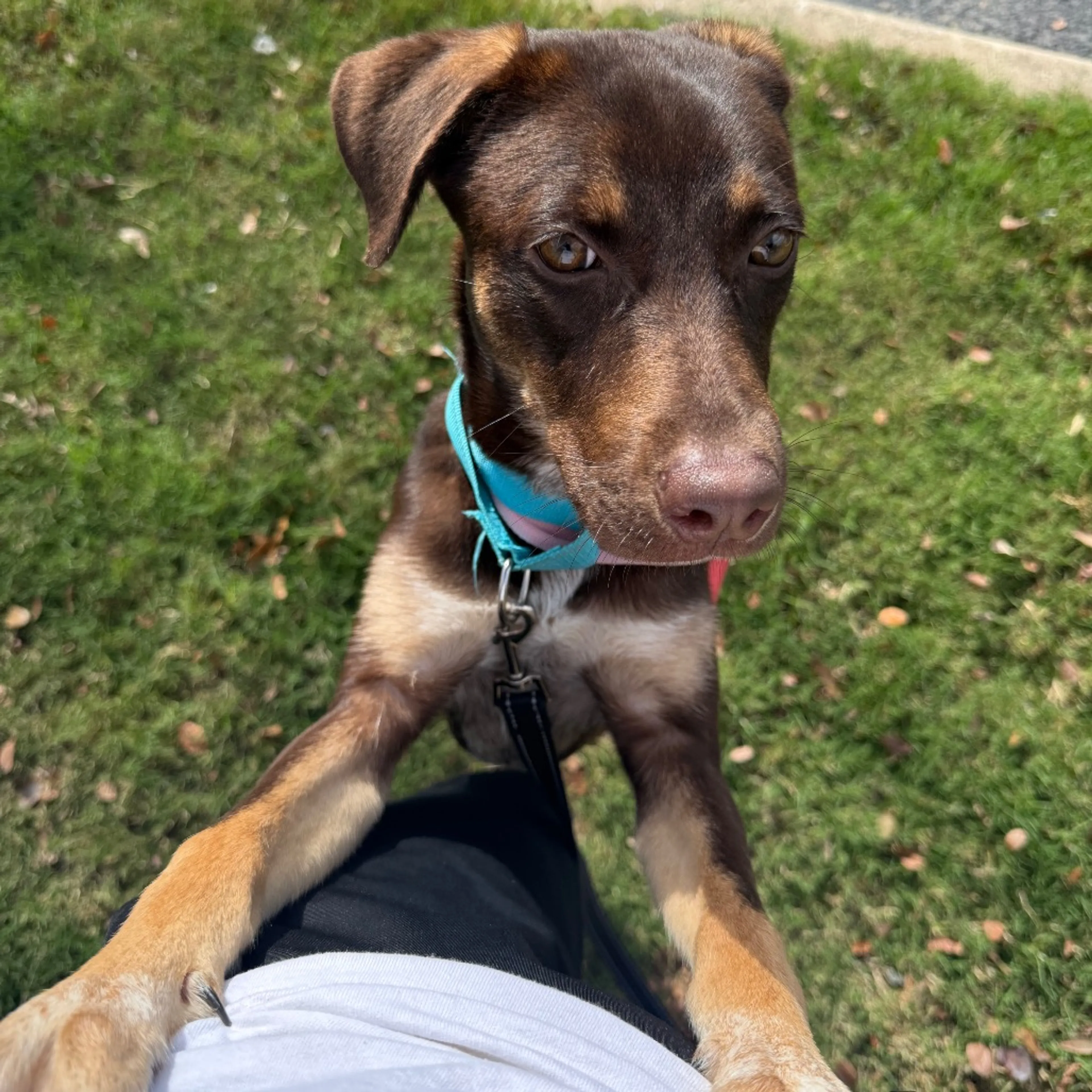 Found pet-1