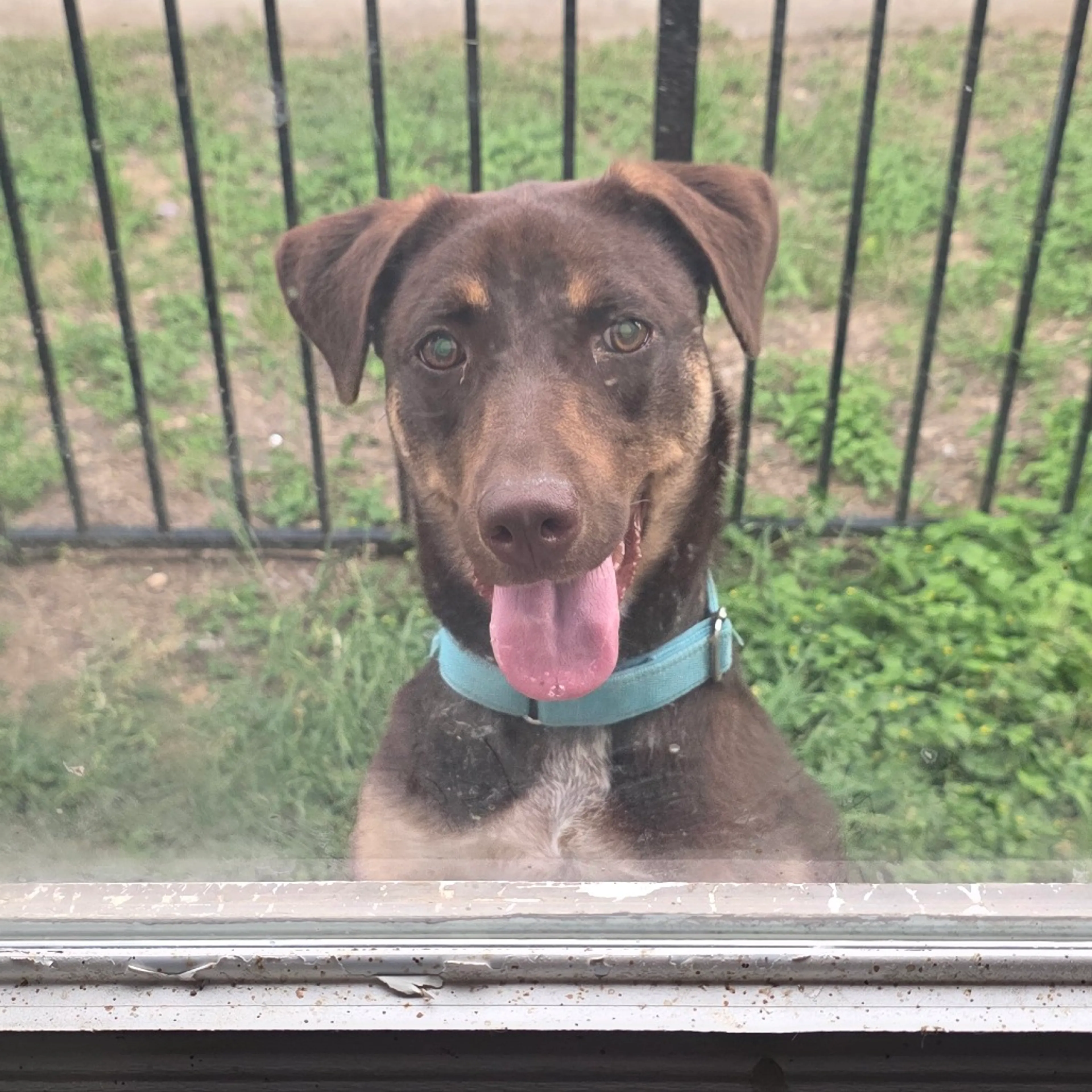 Found pet-8