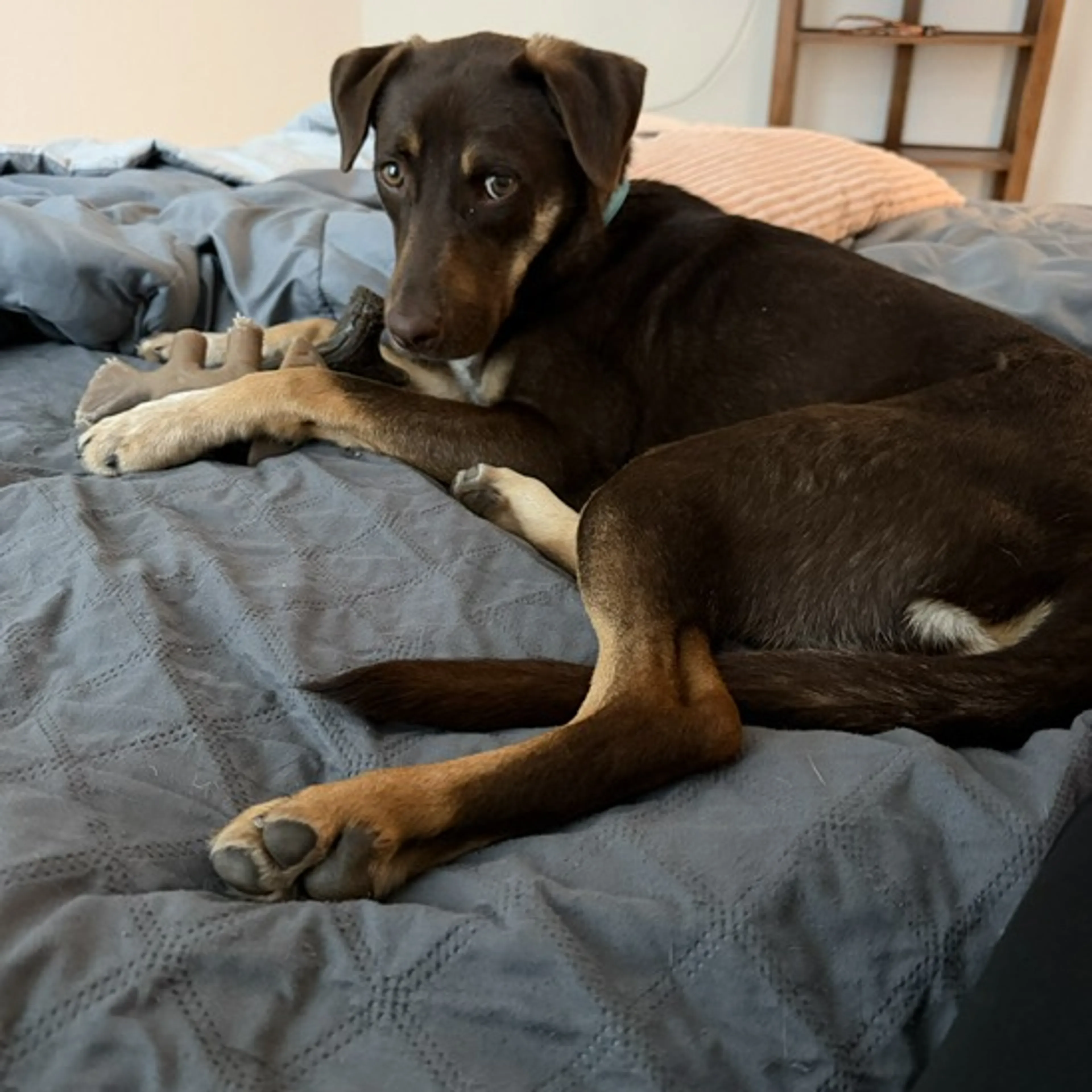 Found pet-6