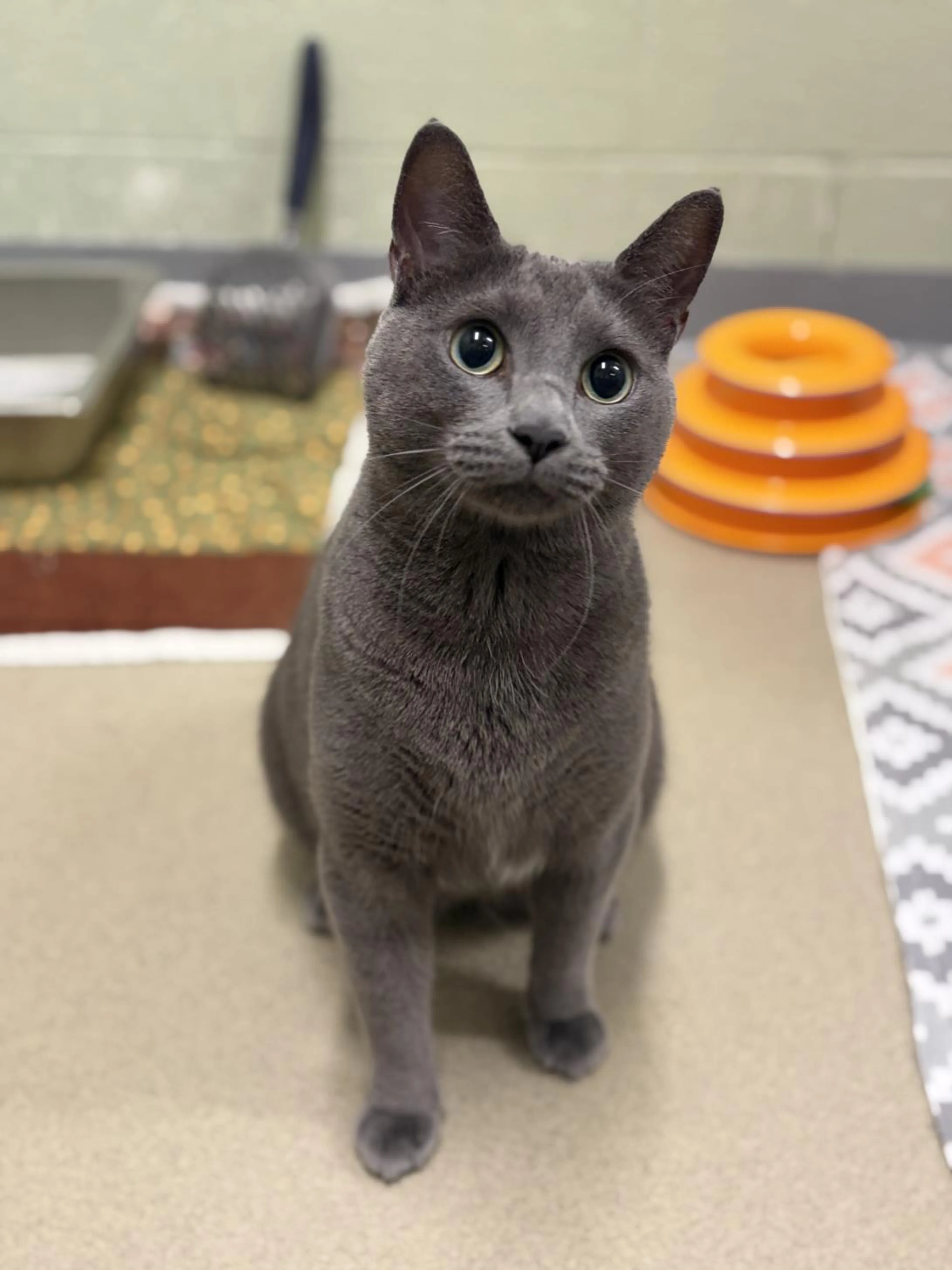 Found pet