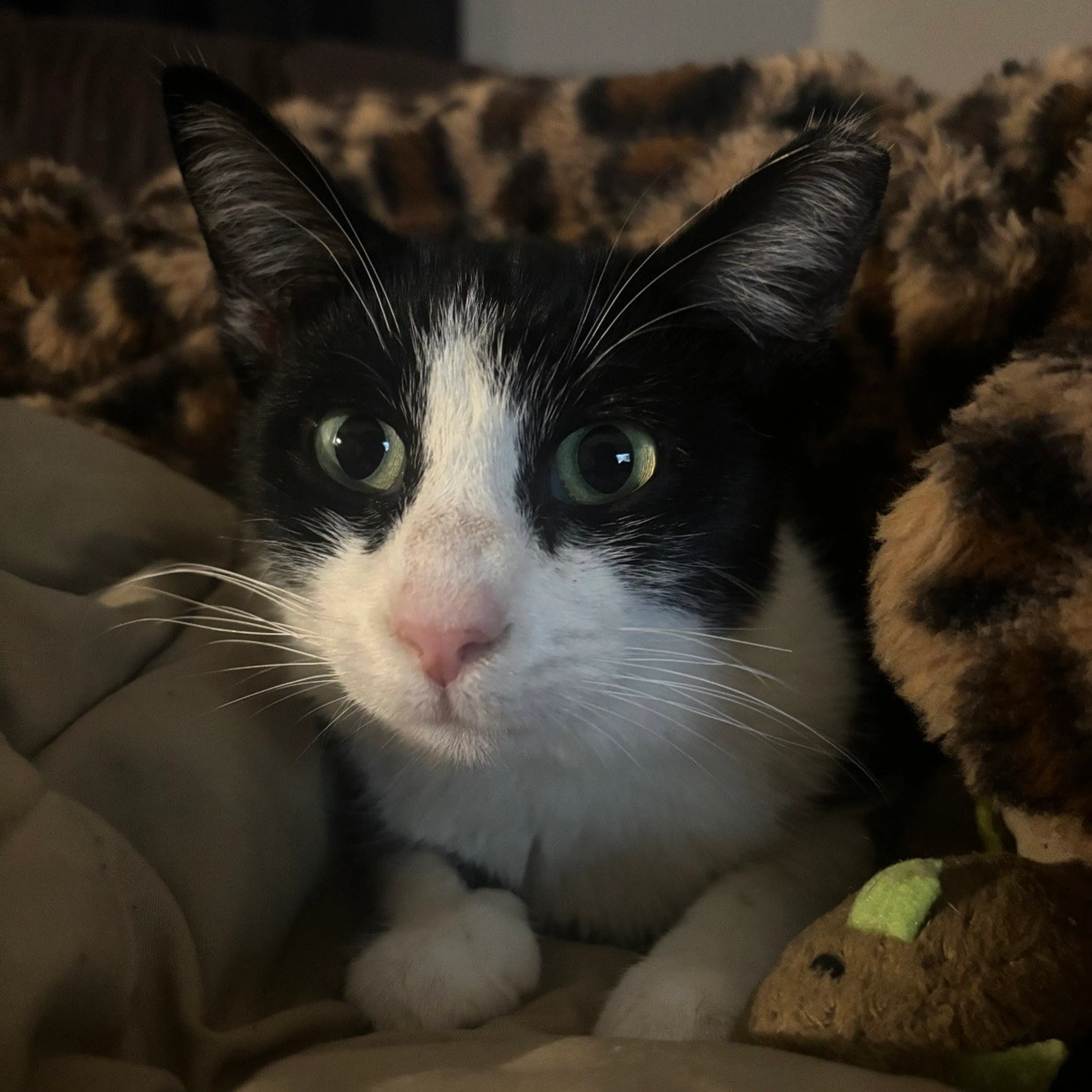 Found pet-1