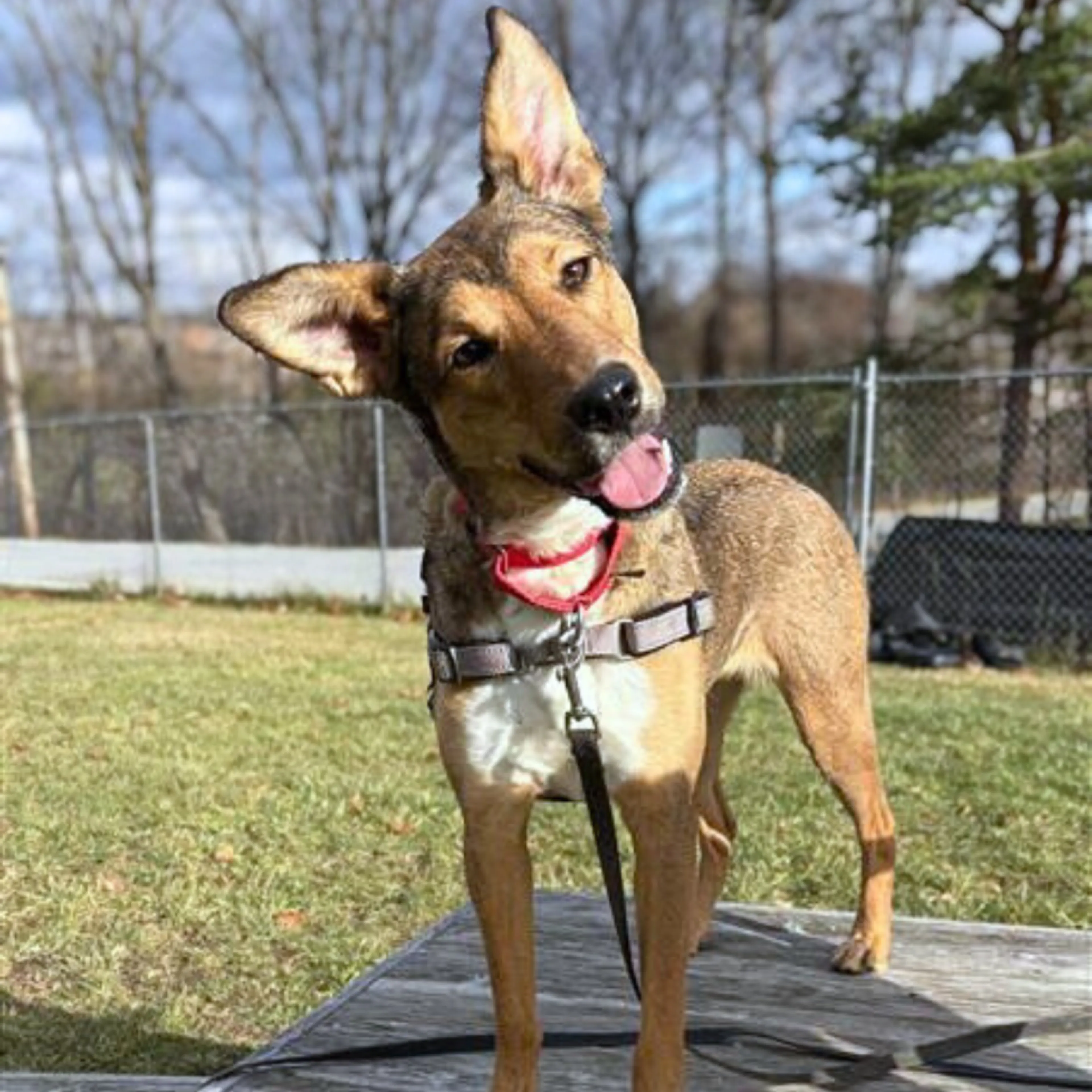 Found pet-4