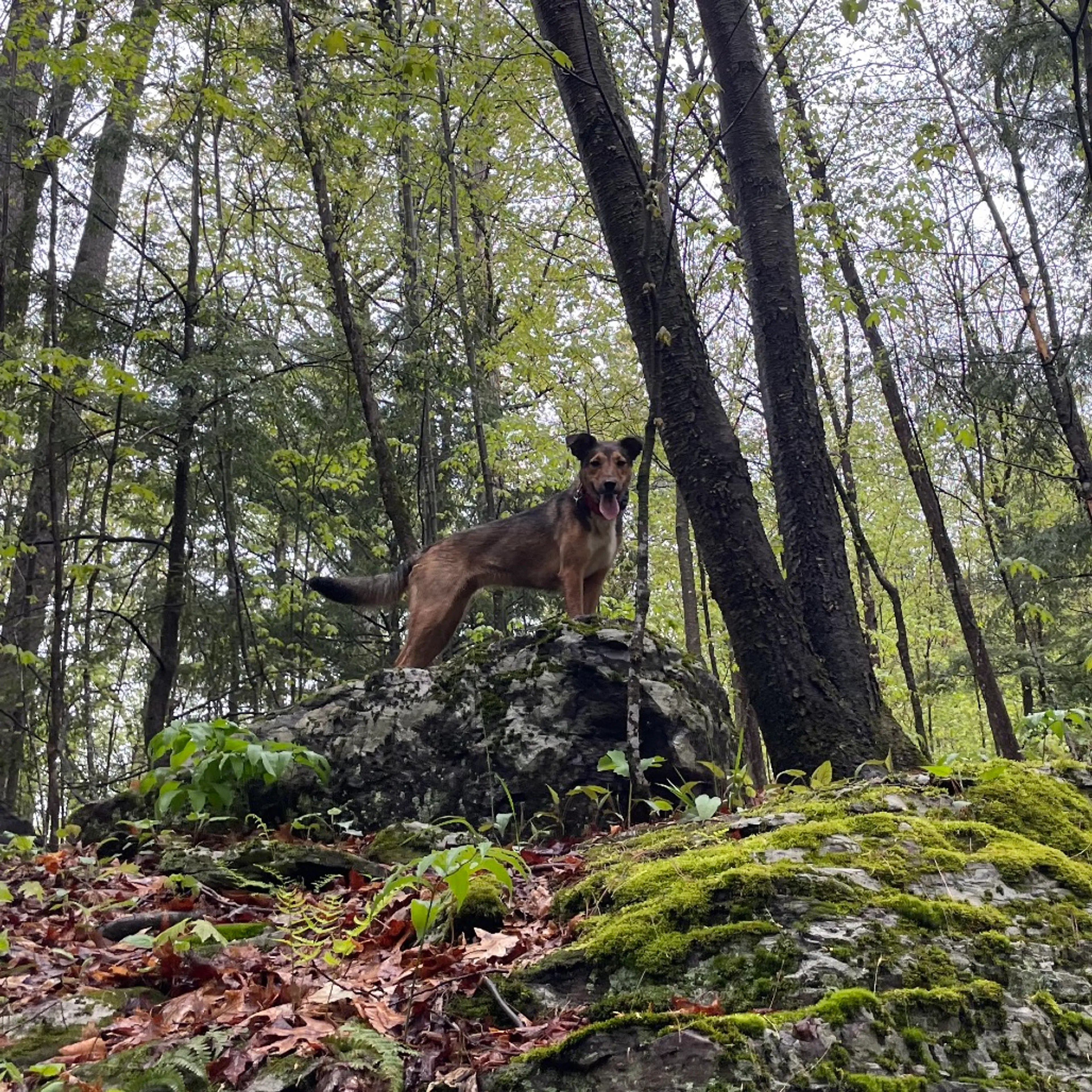 Found pet-33