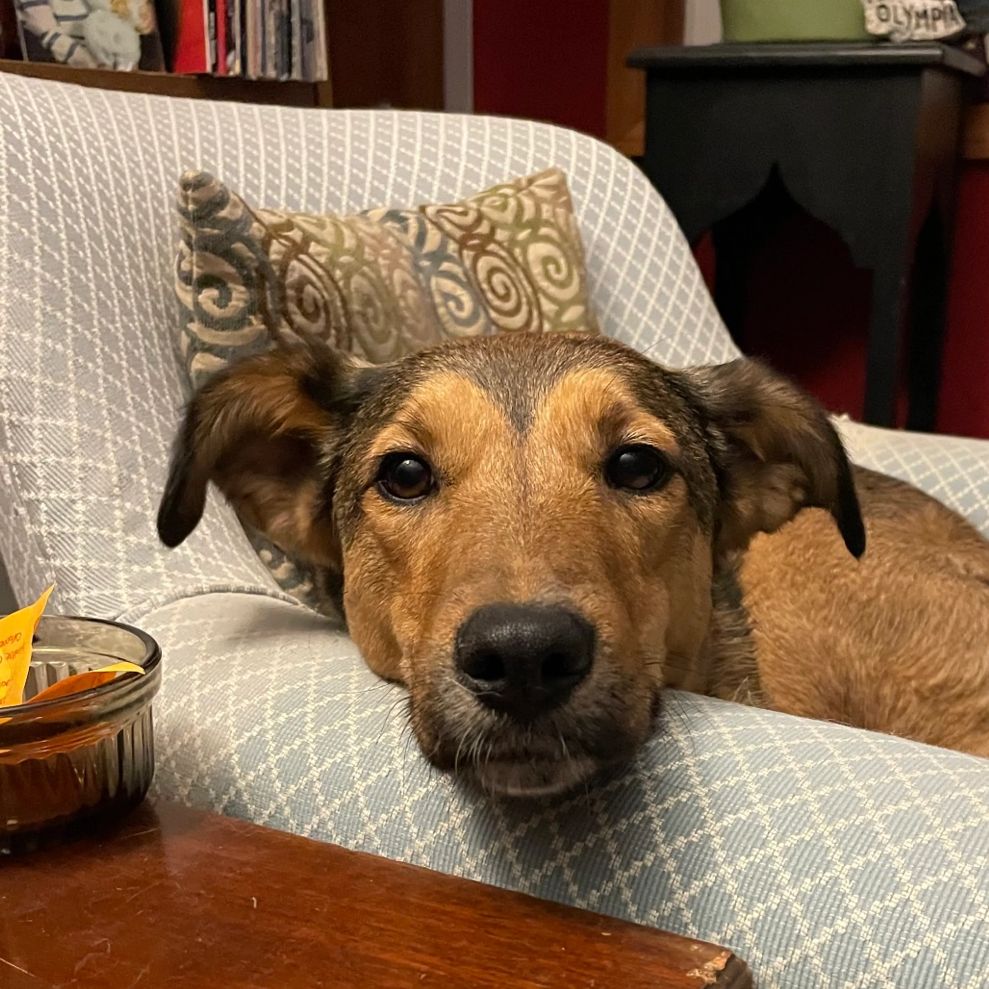 Found pet-31