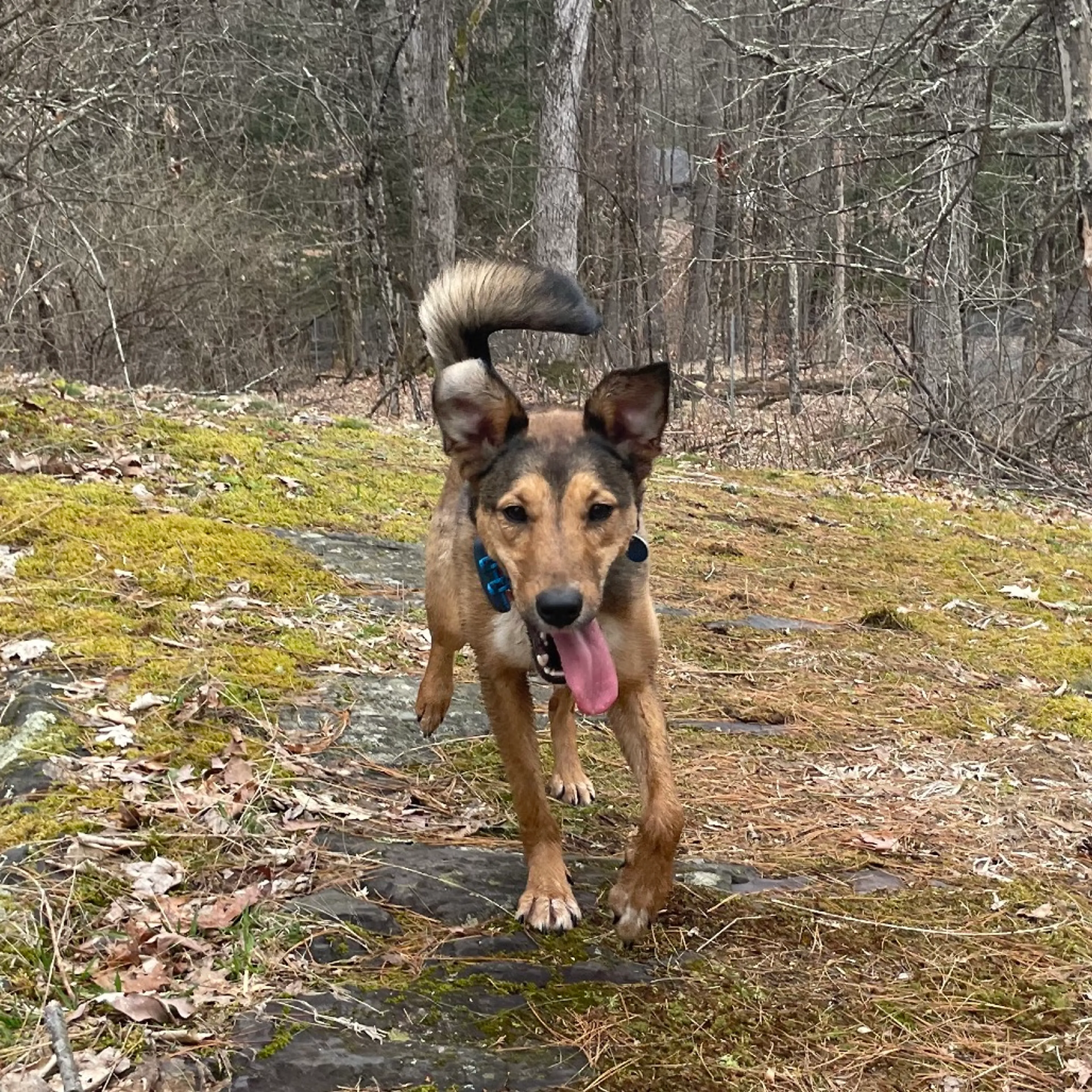 Found pet-28