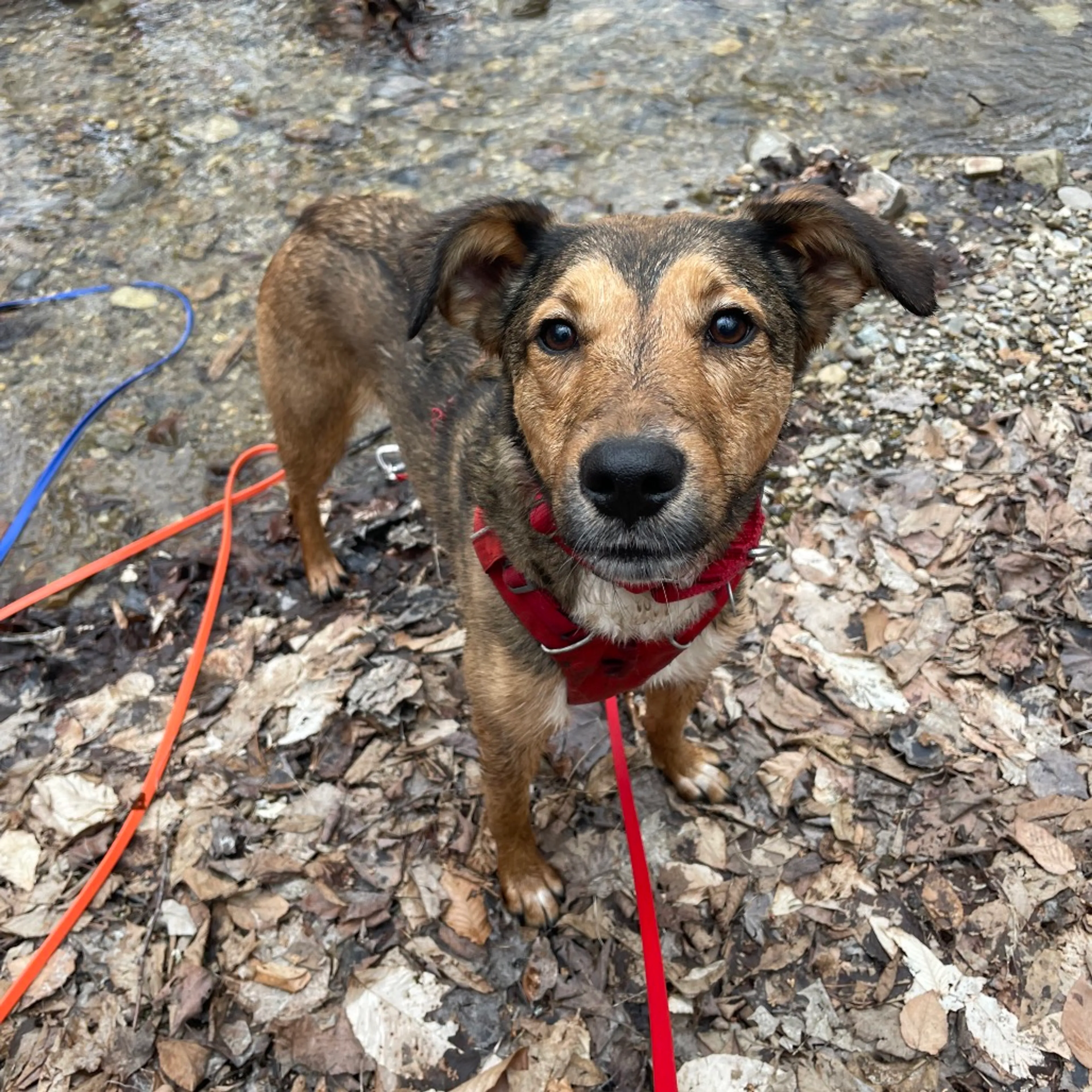 Found pet-30