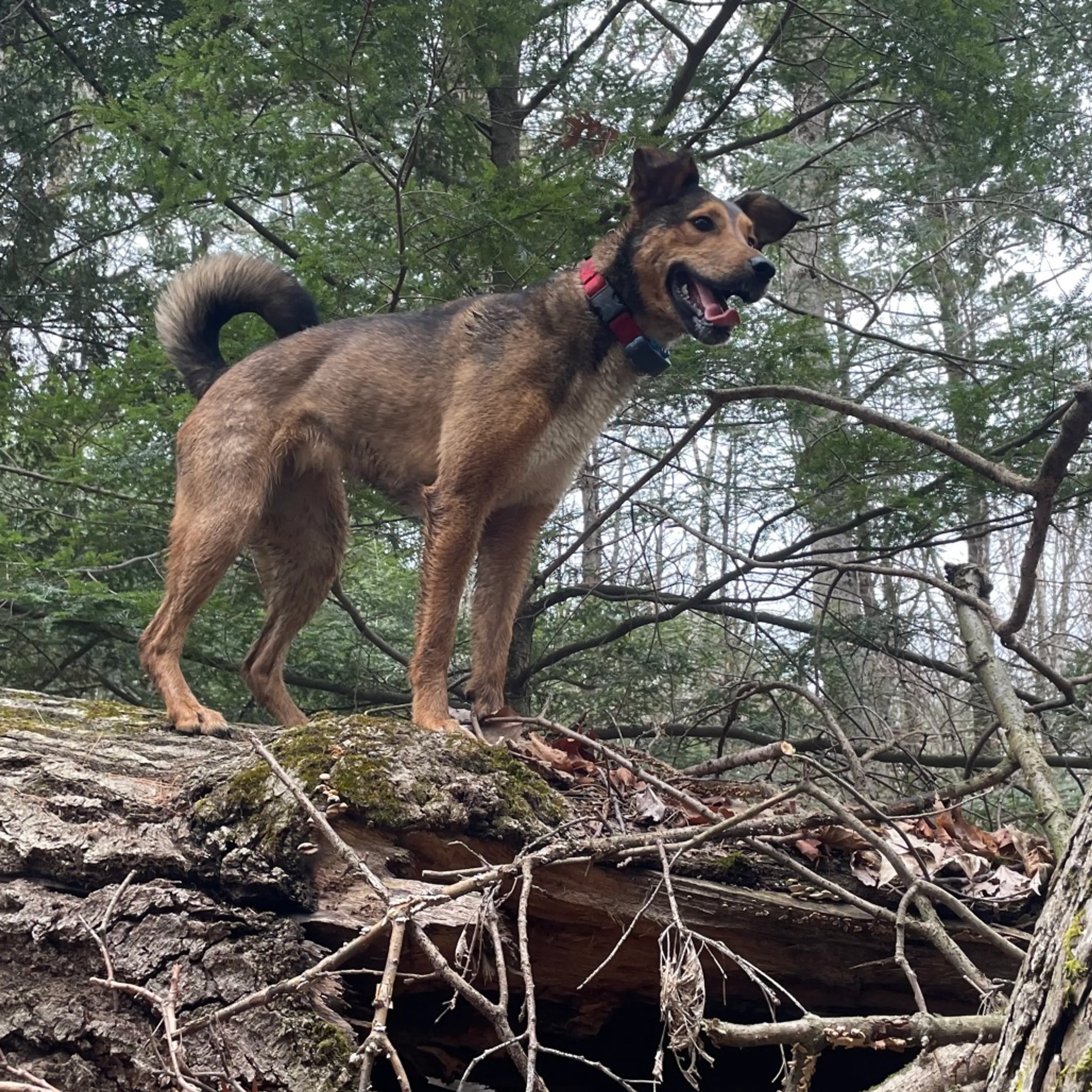Found pet-26