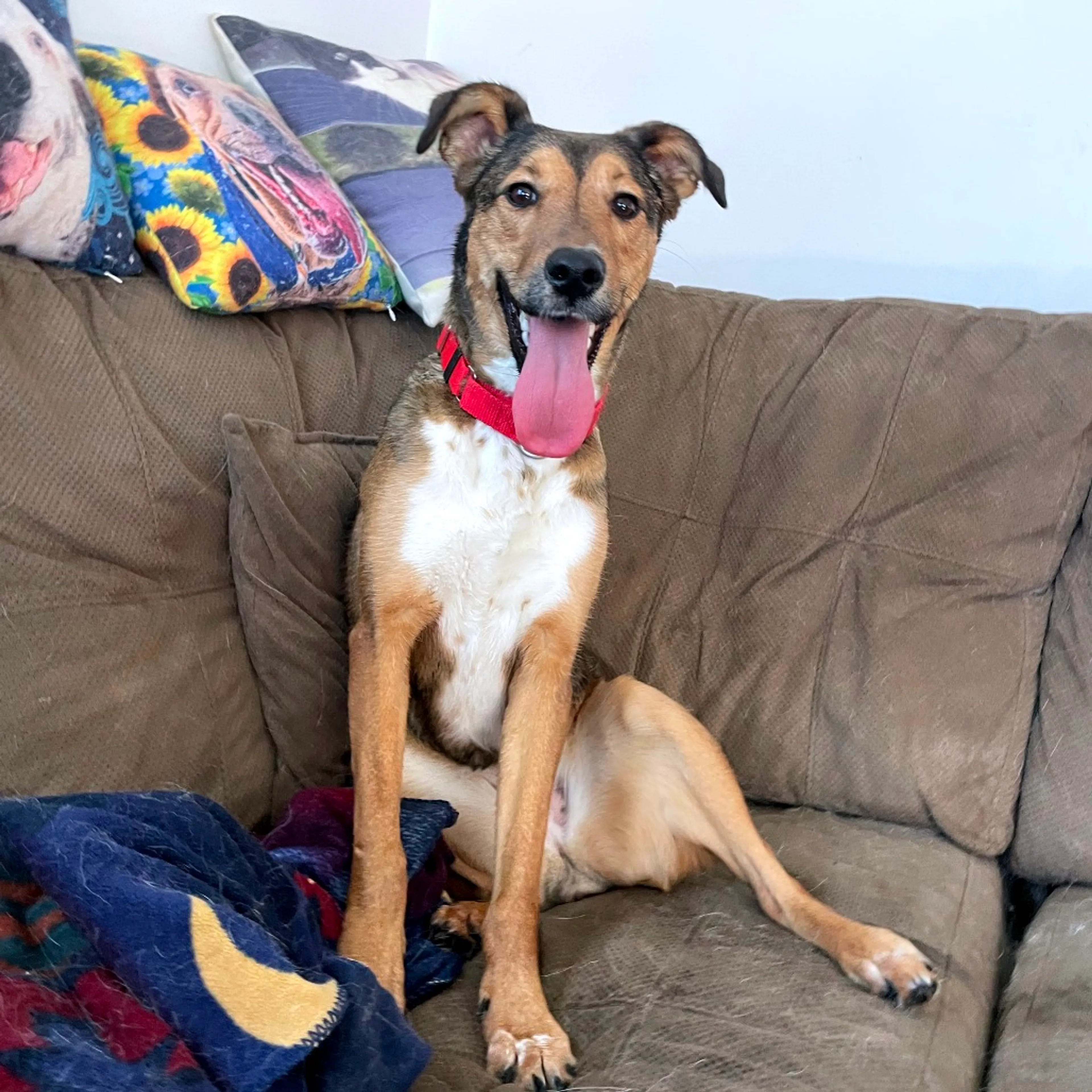 Found pet-18