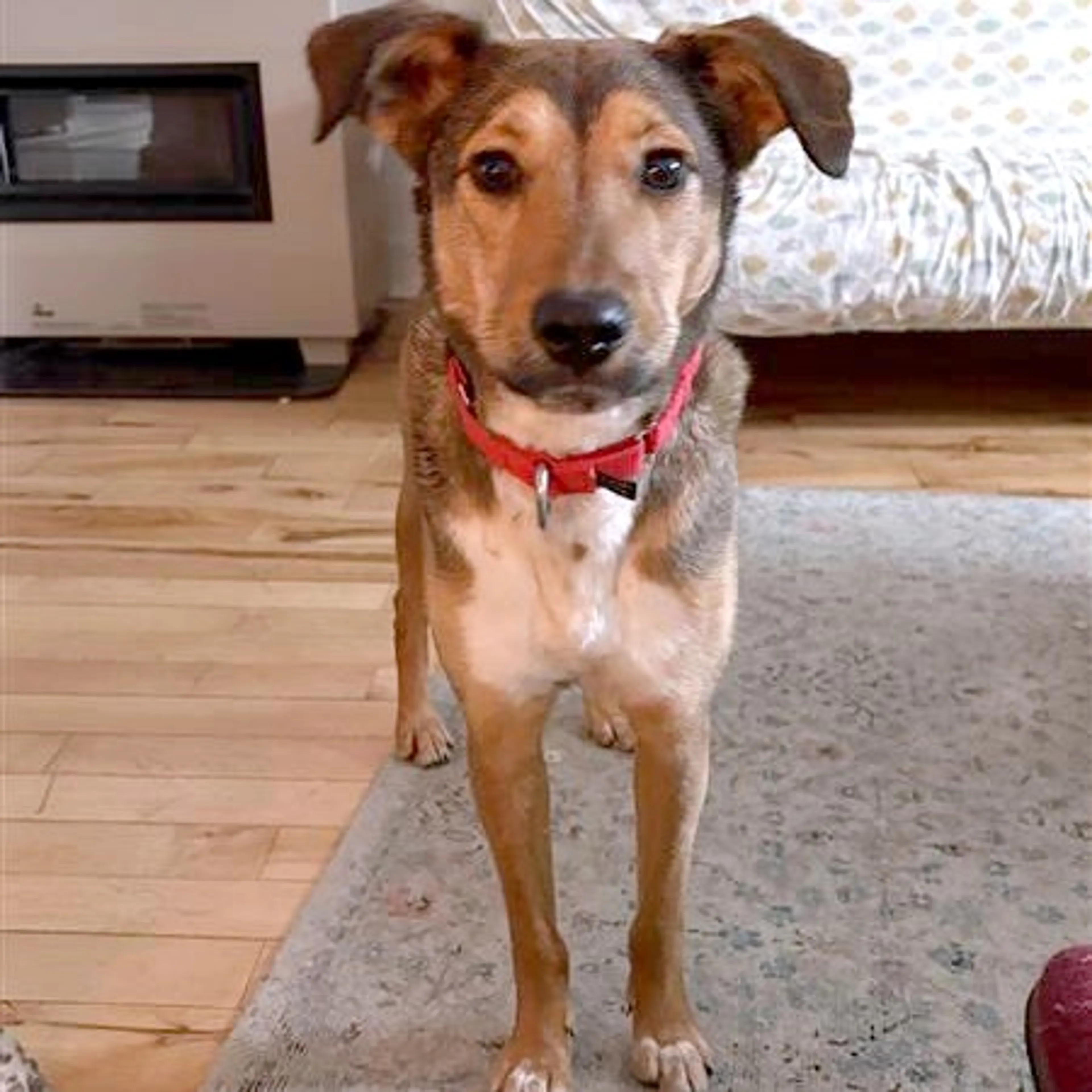Found pet-12