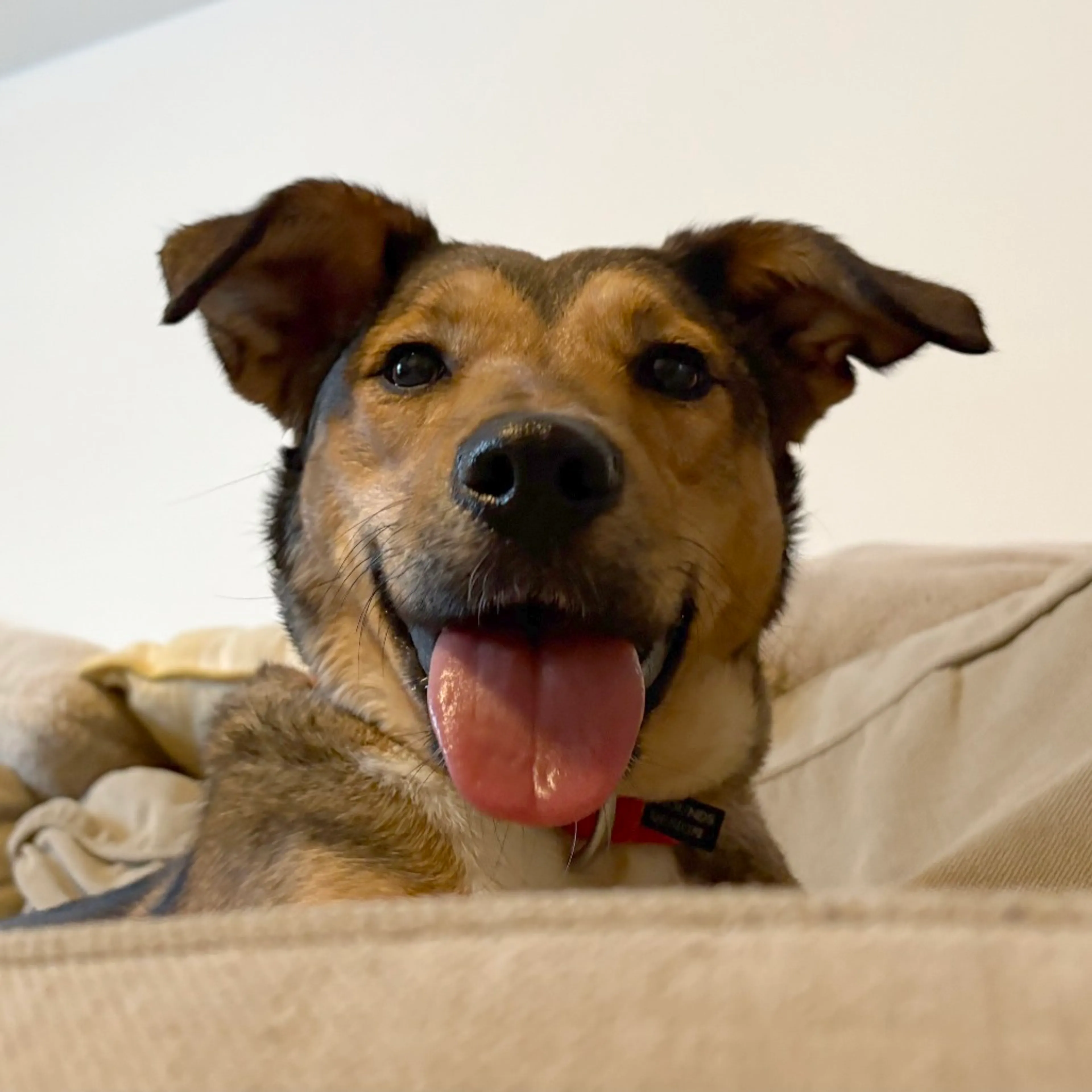 Found pet-1