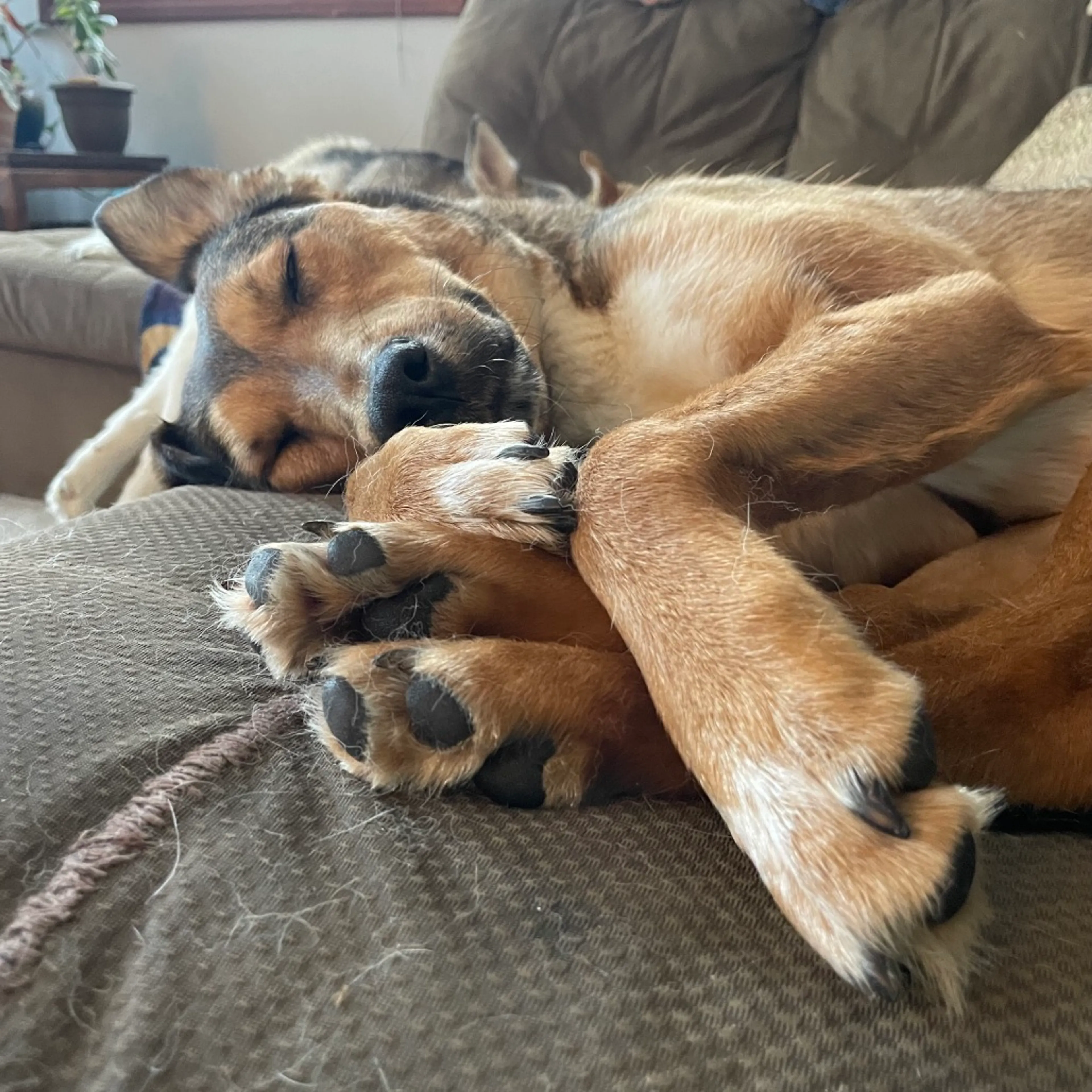 Found pet-25