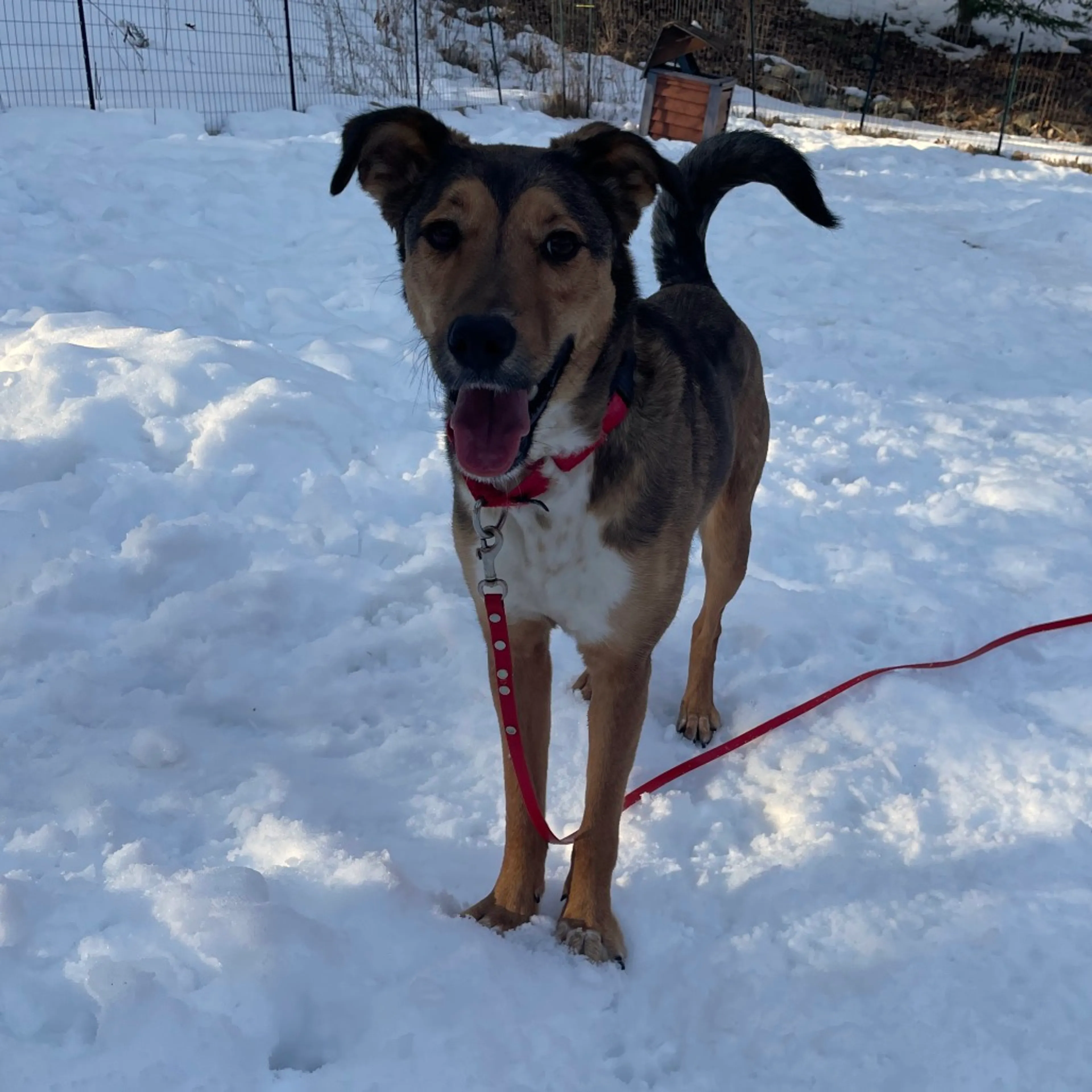 Found pet-22