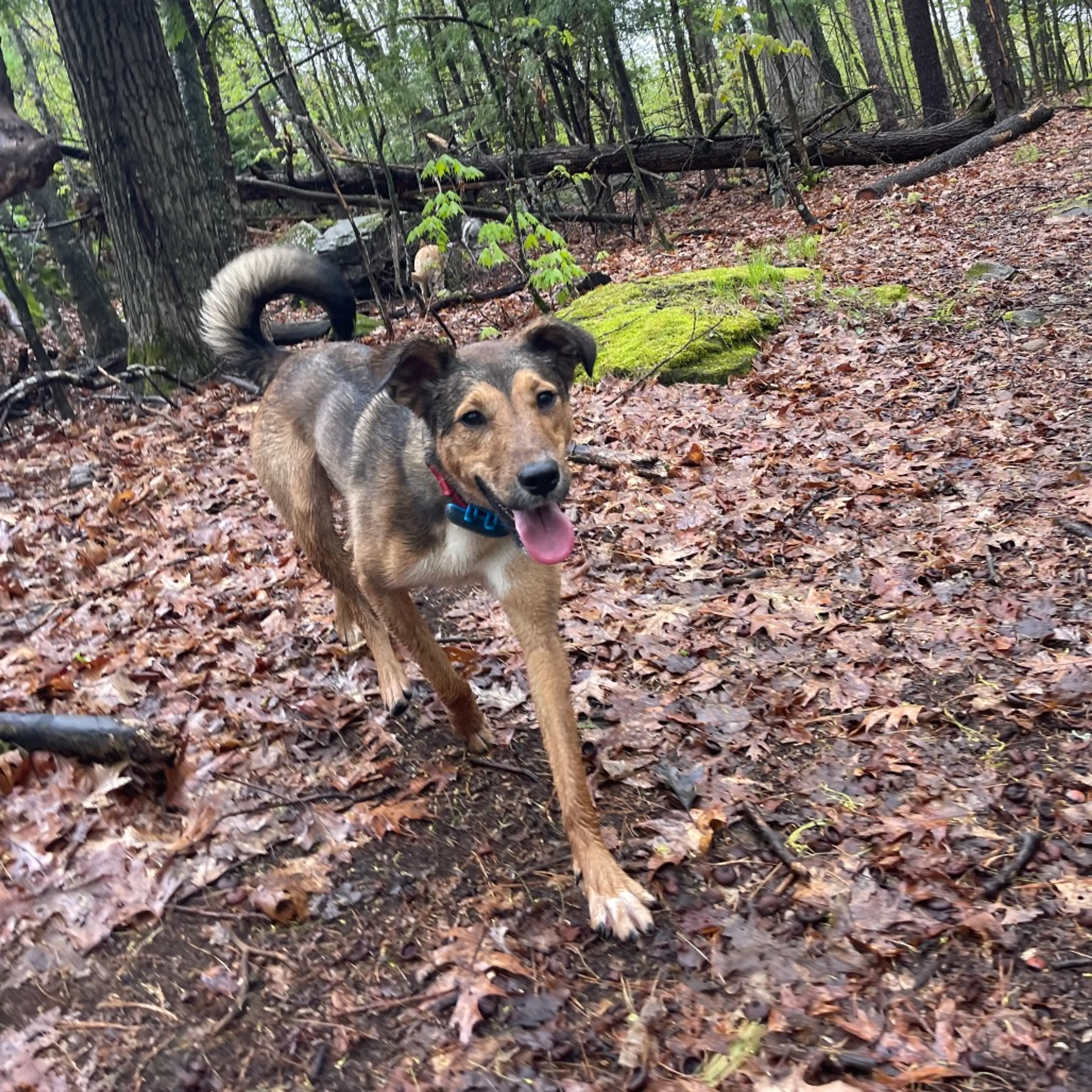 Found pet-34