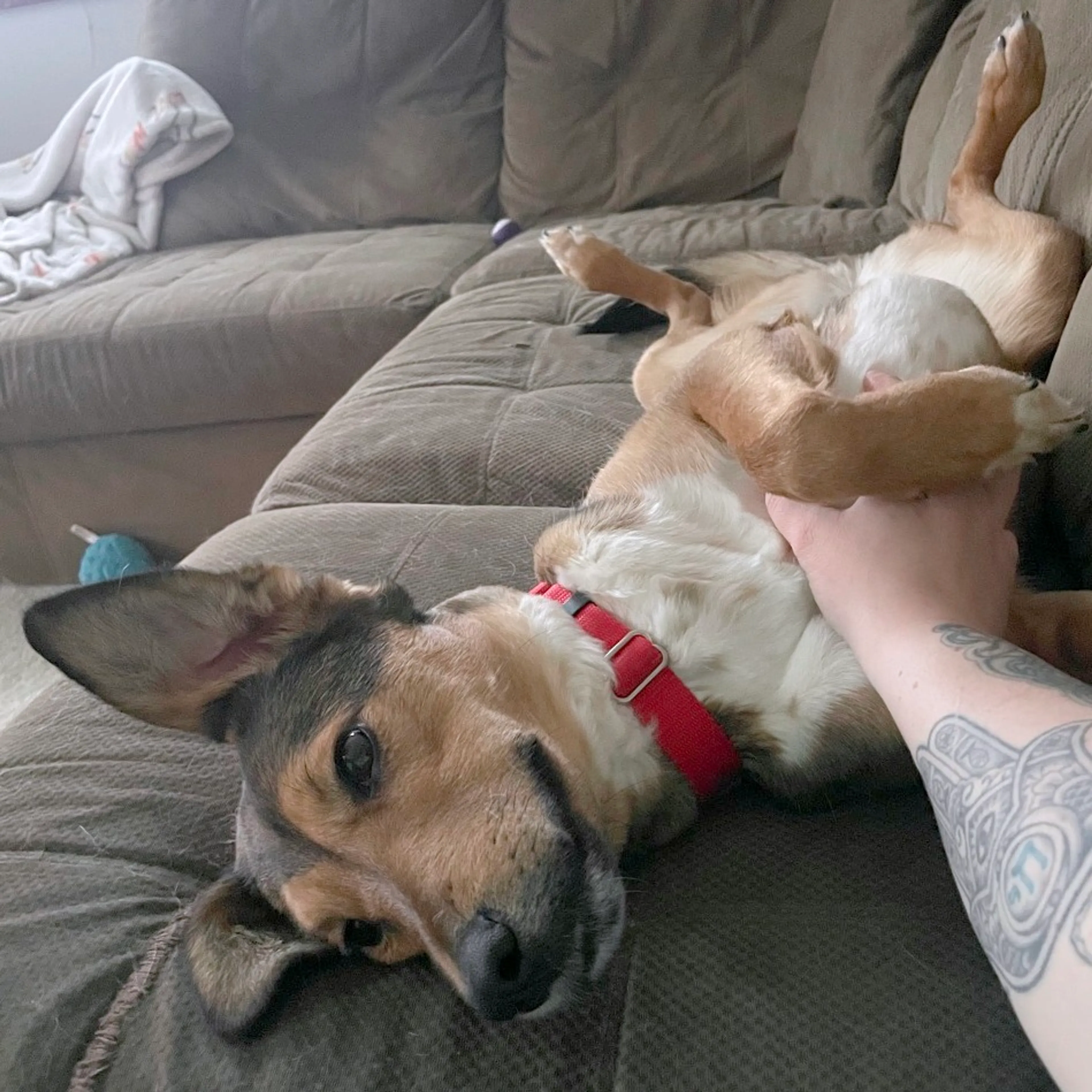 Found pet-19