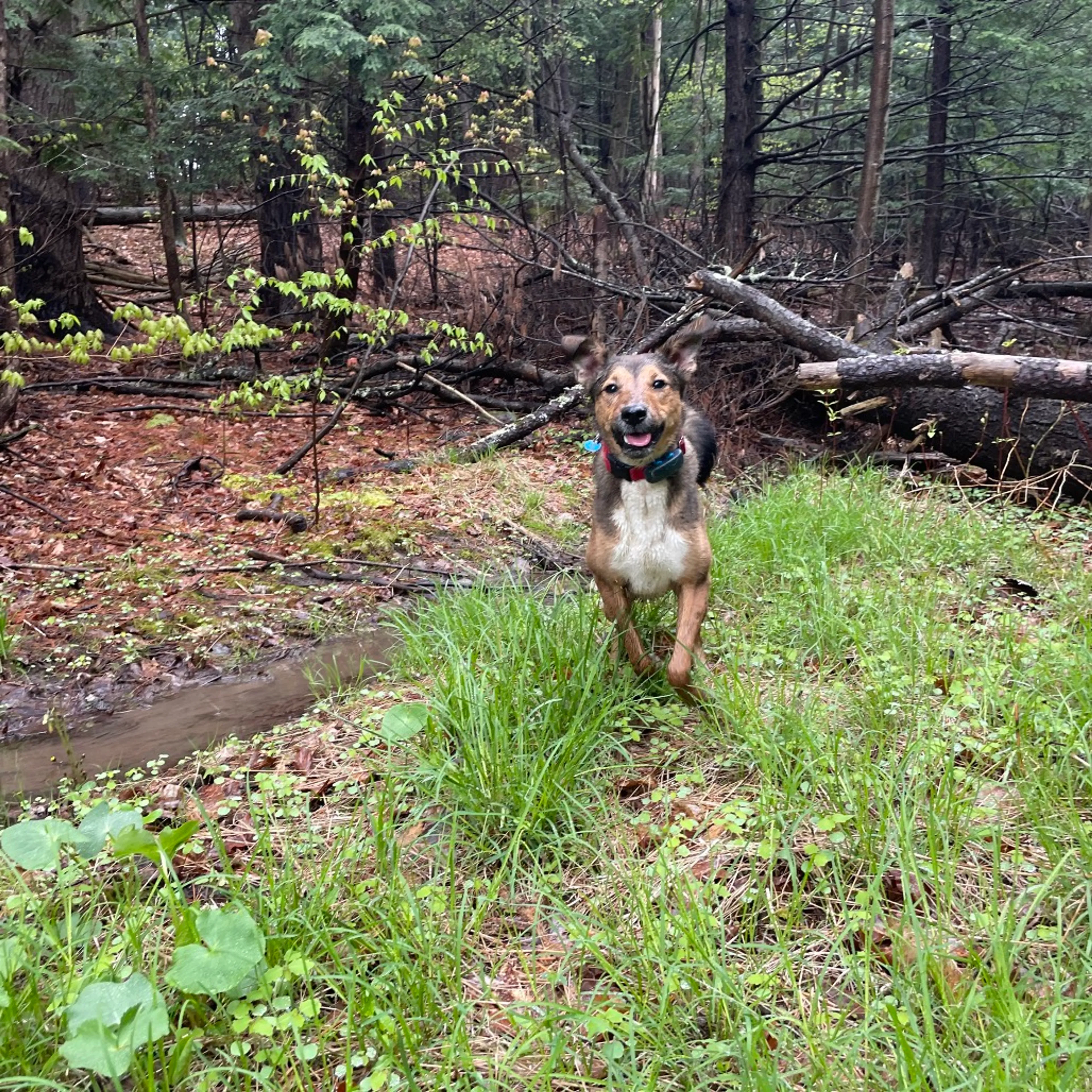 Found pet-36